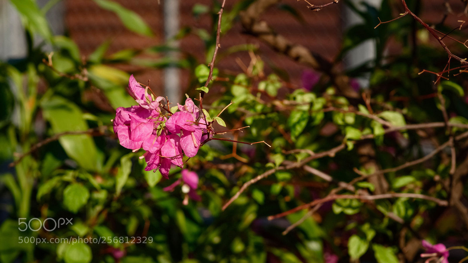 Nikon D5500 sample photo. Untitled photography