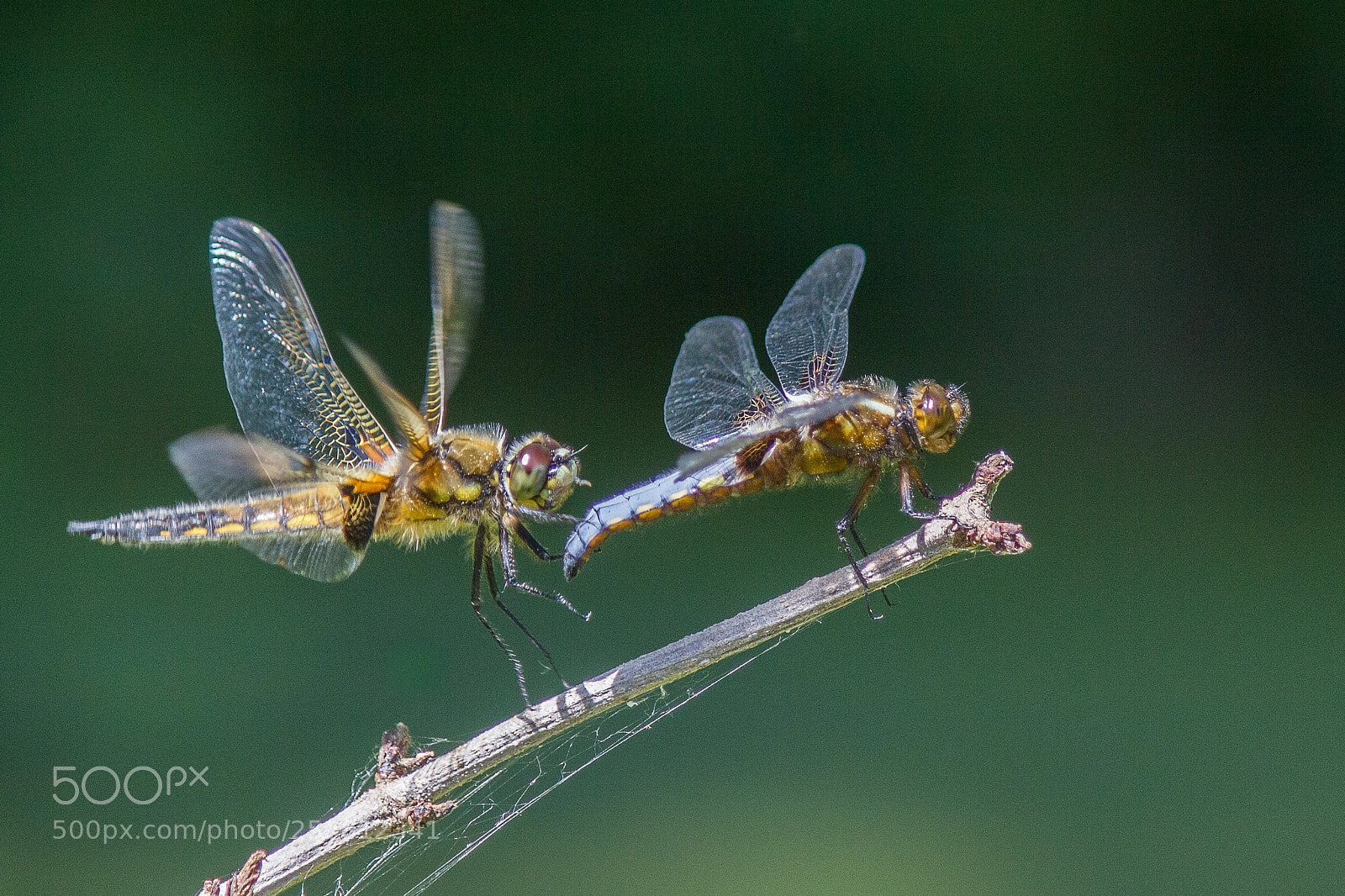 Canon EOS 550D (EOS Rebel T2i / EOS Kiss X4) sample photo. Dragonfly together photography