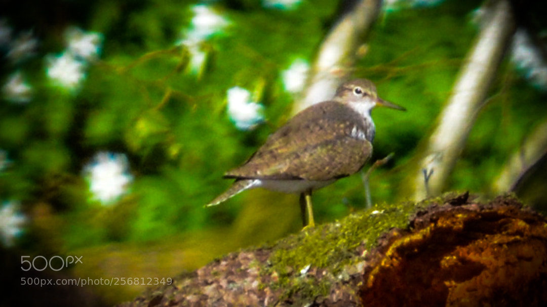 Nikon D5200 sample photo. Common sandpiper photography