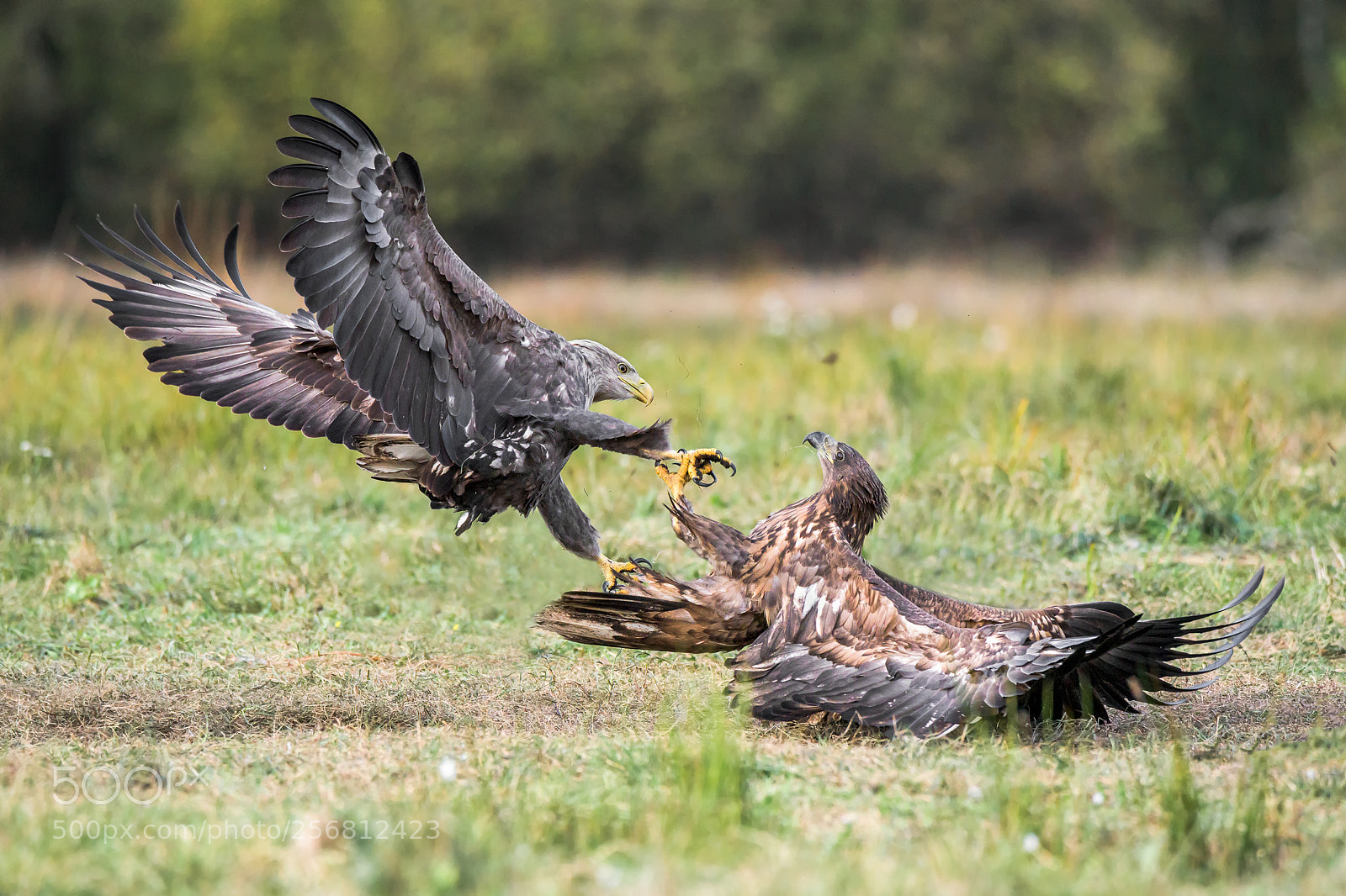 Nikon D750 sample photo. Adult versus young photography