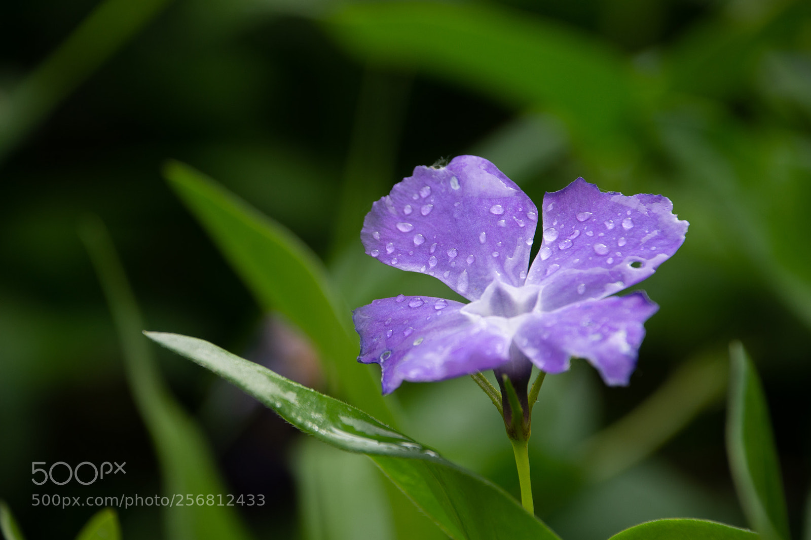 Nikon D7200 sample photo. Violet photography