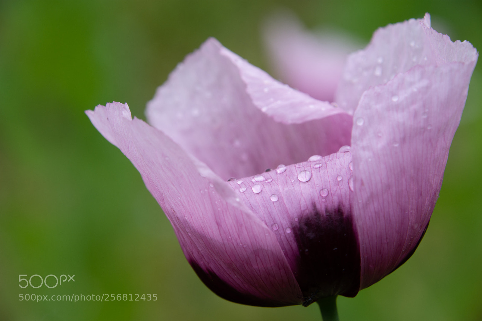 Nikon D7200 sample photo. Rose photography