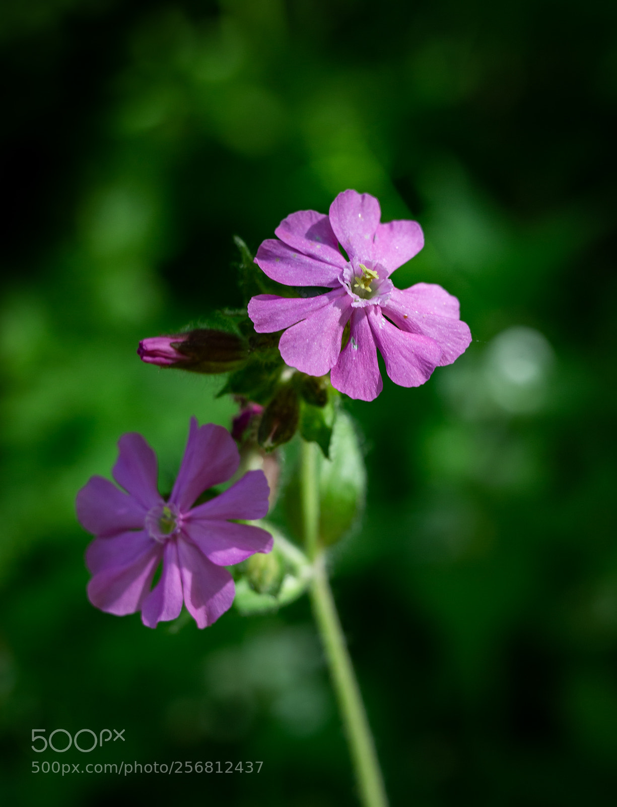 Canon EOS 6D sample photo. Untitled photography