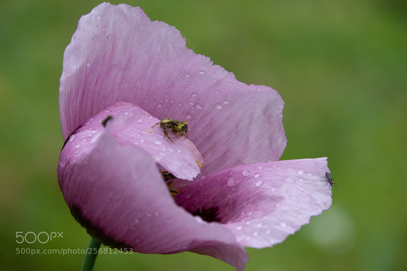 Nikon D7200 sample photo. Spider photography