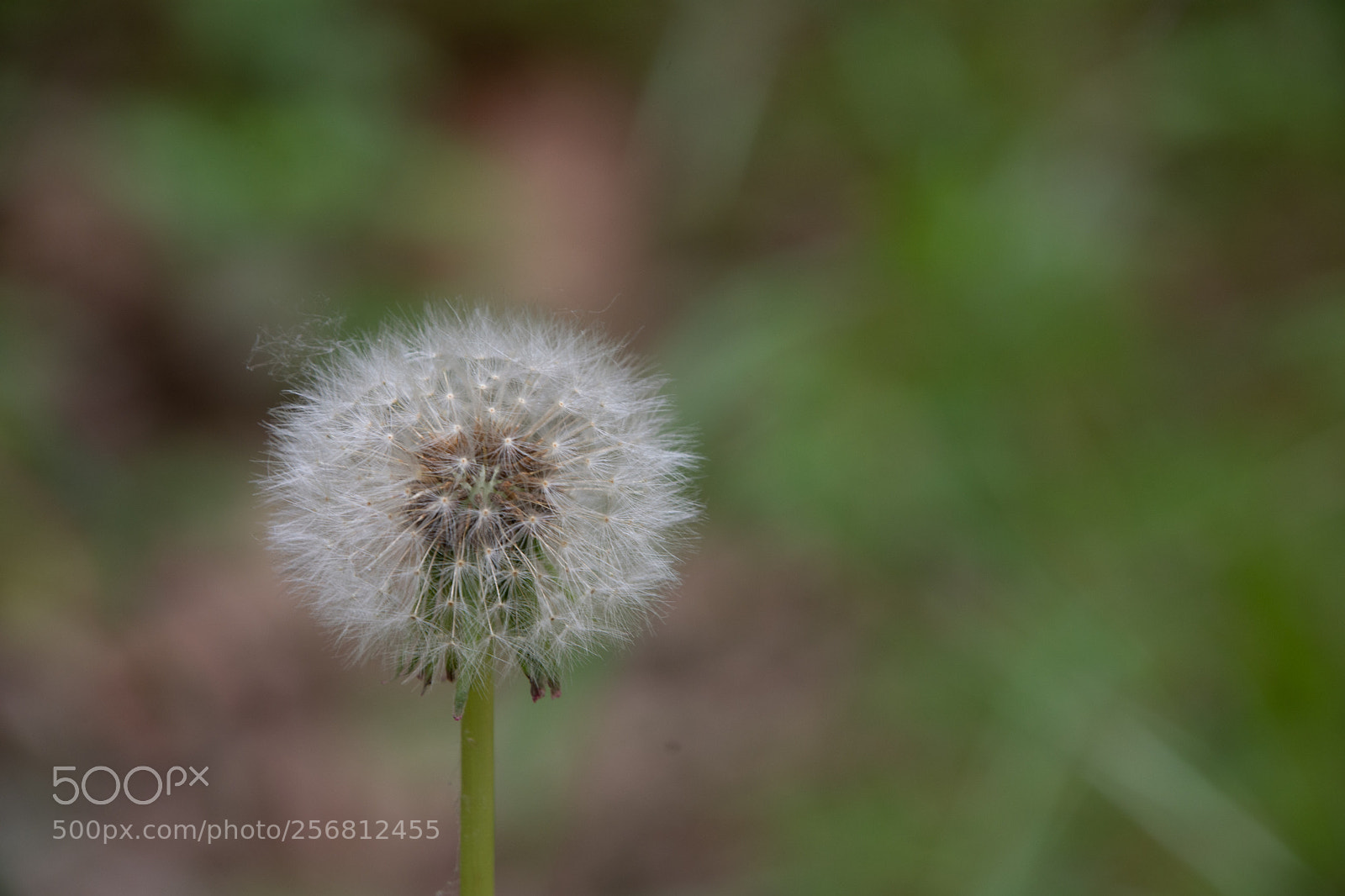 Nikon D7200 sample photo. Dandelion photography