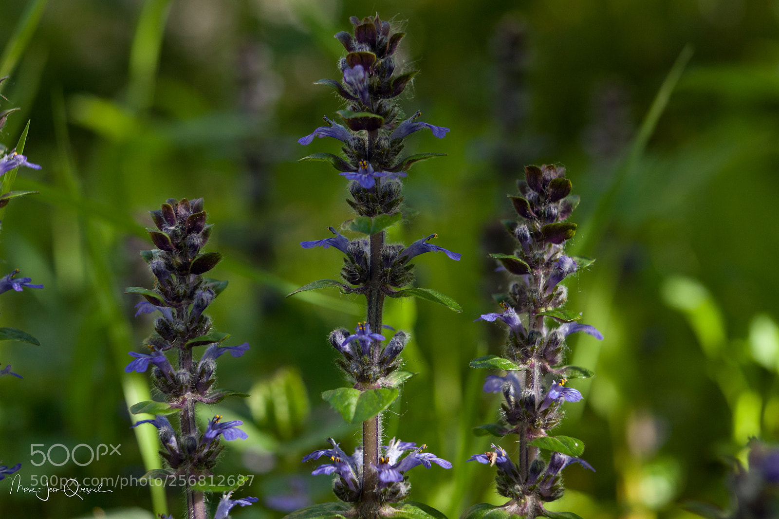 Canon EOS 5D Mark II sample photo. Mini for t de photography