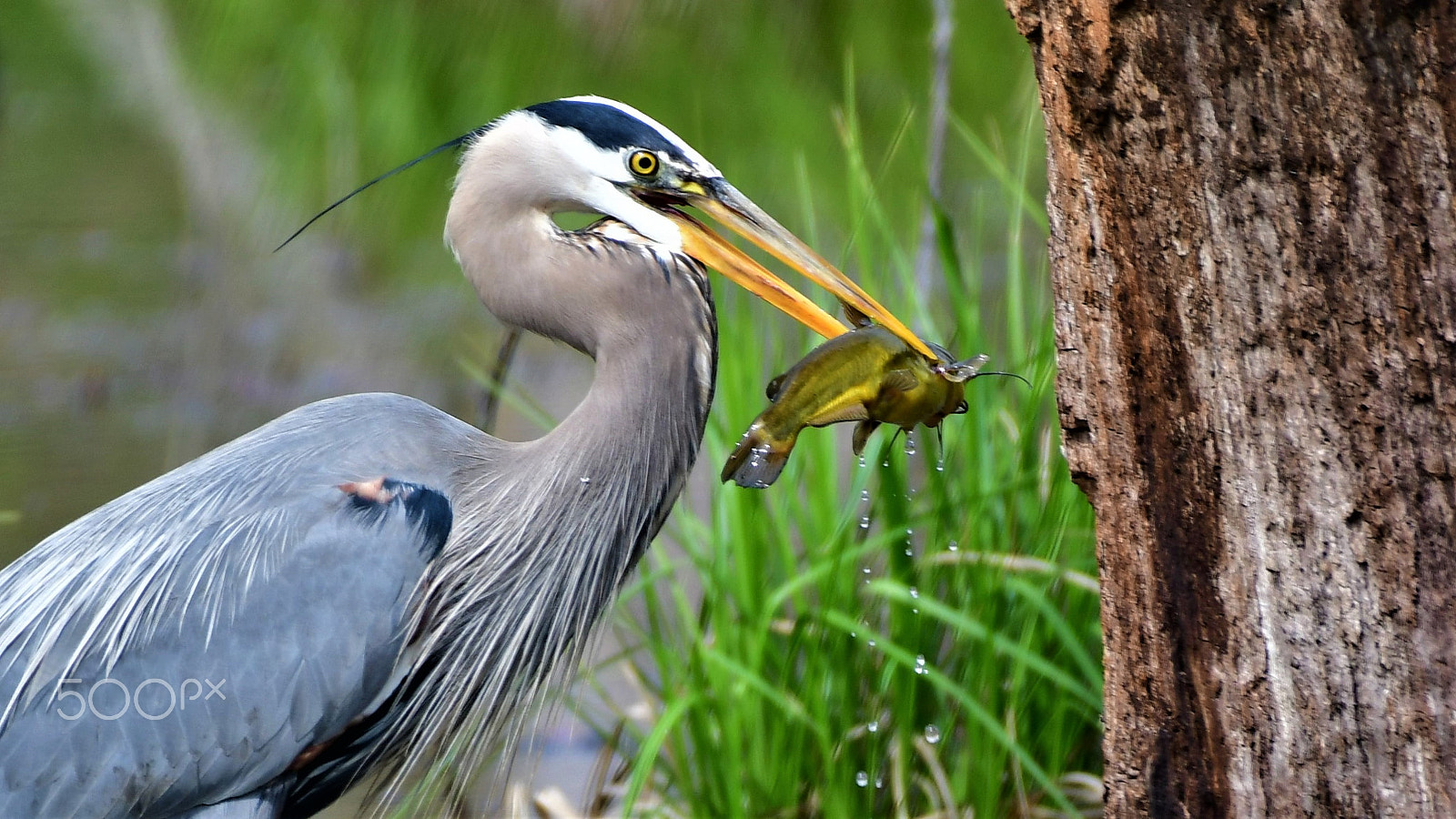 Nikon AF-S Nikkor 200-500mm F5.6E ED VR sample photo. Fisherman photography