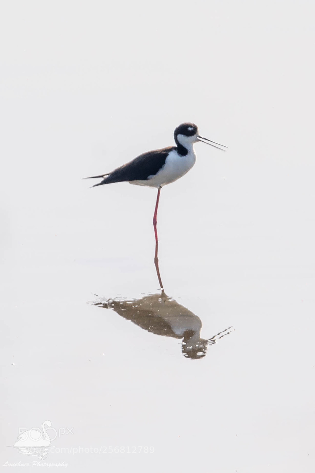 Nikon D5200 sample photo. Black-necked stilt photography