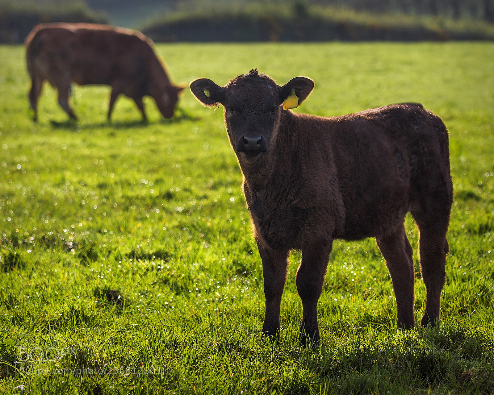Canon EOS 80D sample photo. Limousin suckled calf photography