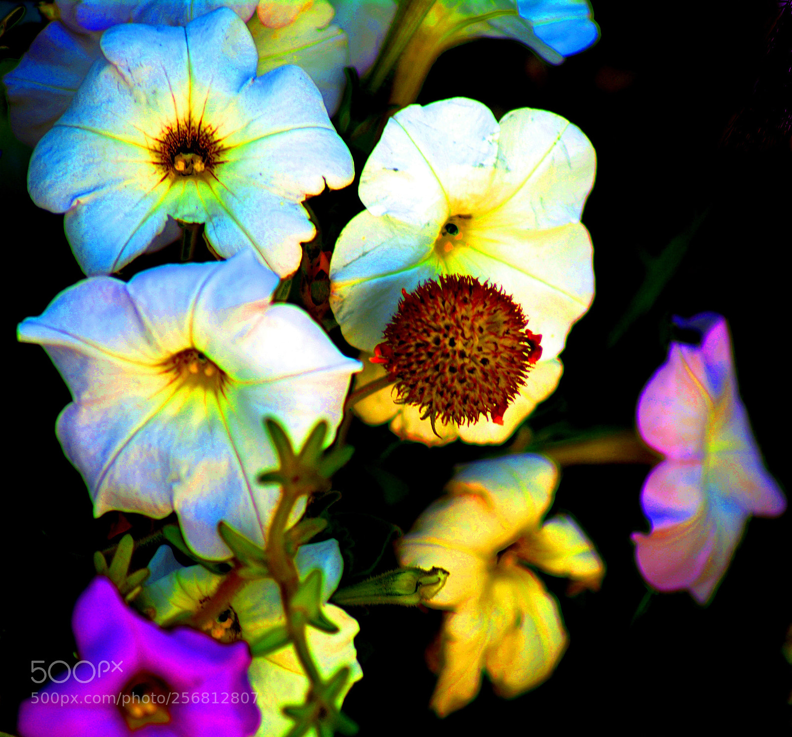 Nikon D5200 sample photo. Jhlv () photography