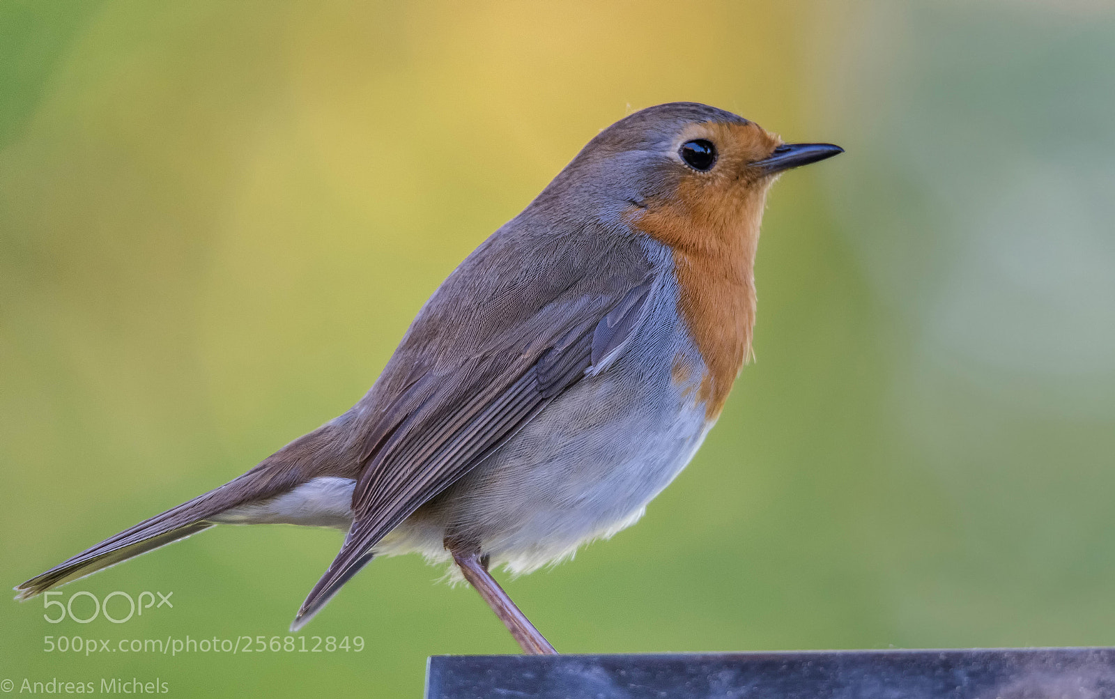 Nikon D500 sample photo. Robin. photography