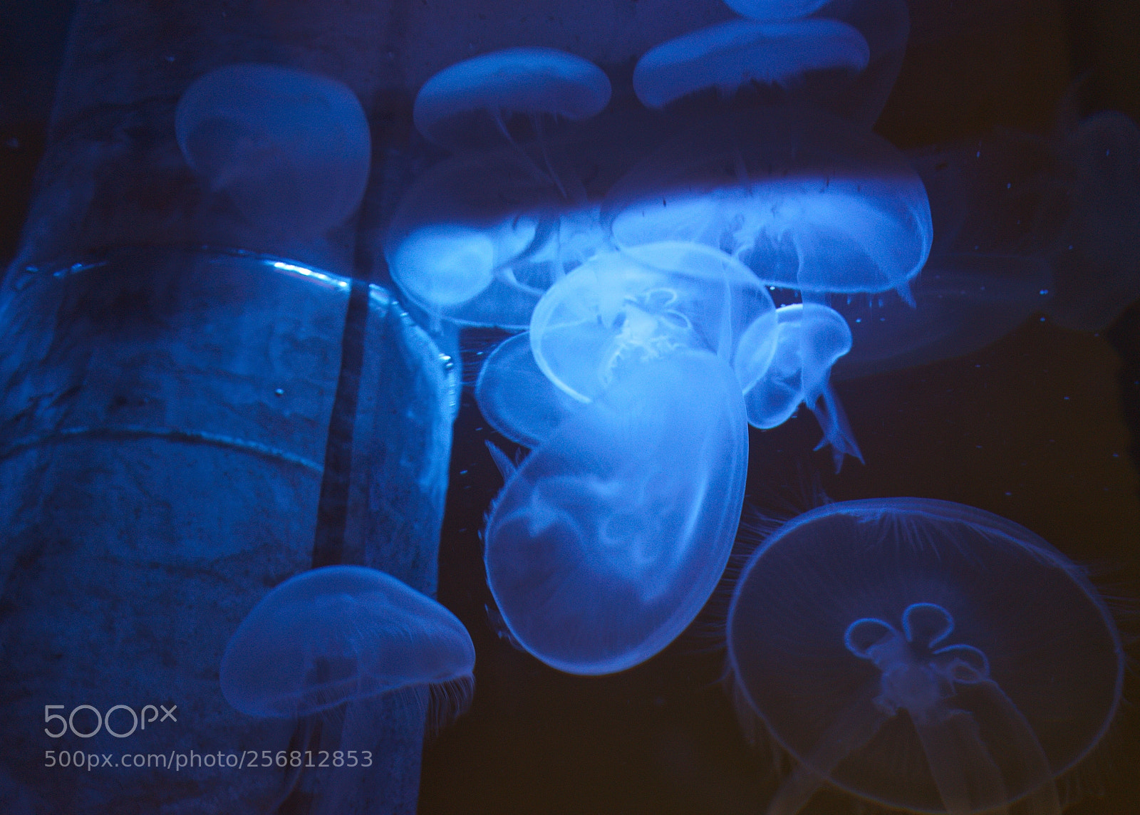 Sony a7 sample photo. Aurelia aurita  photography