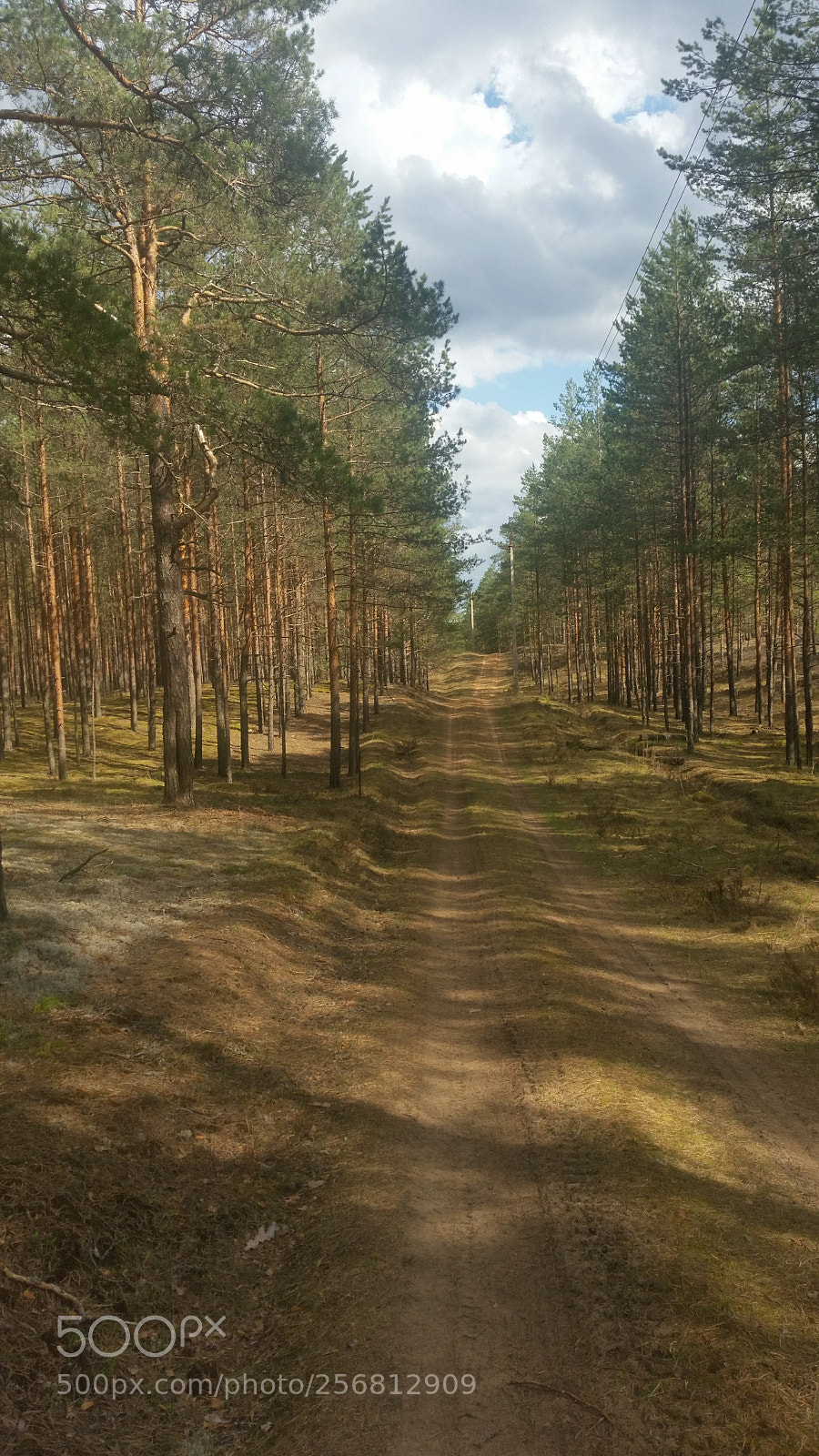 Samsung Galaxy S5 sample photo. Лесная дорога. photography