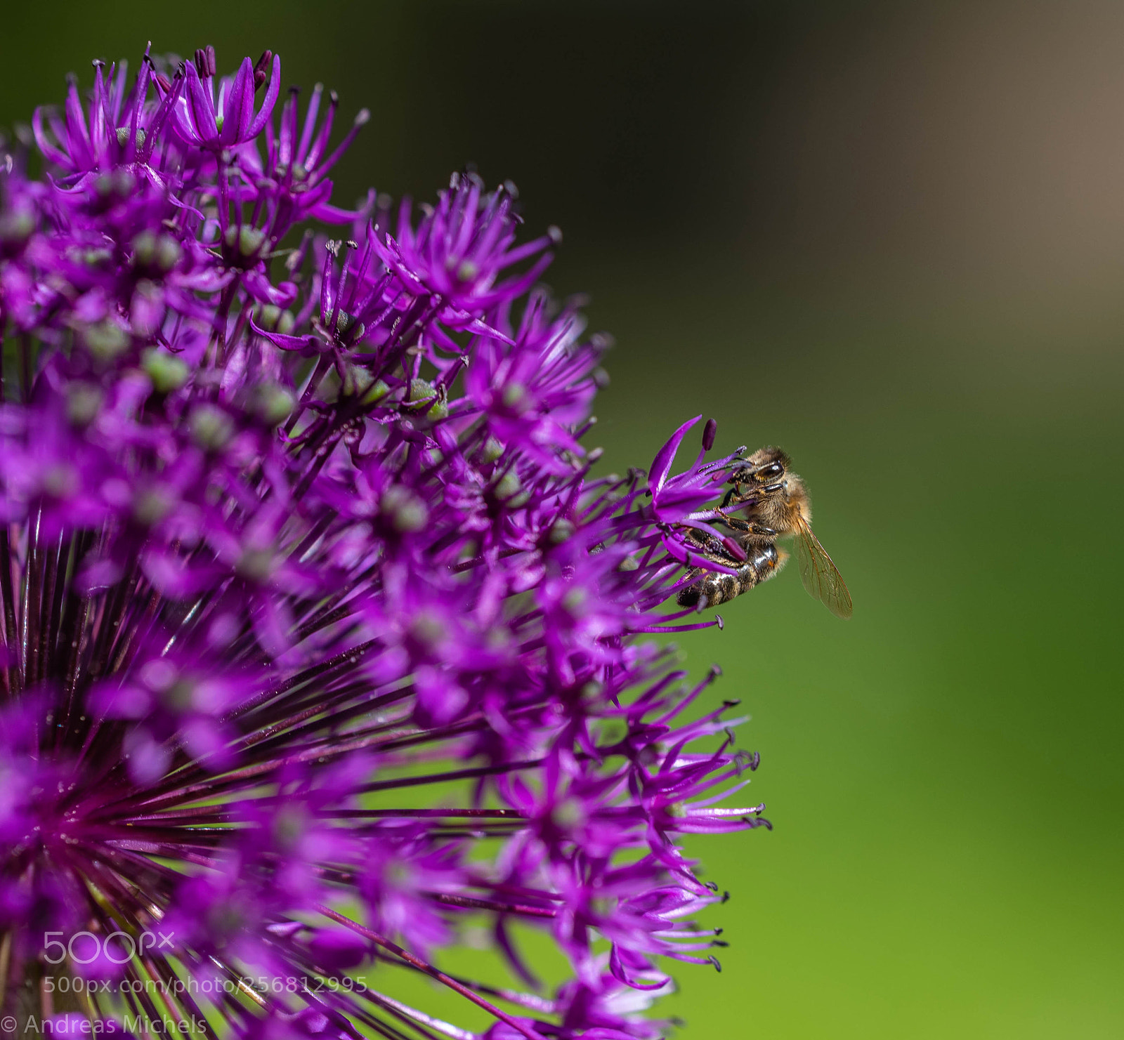 Nikon D750 sample photo. In botany. photography