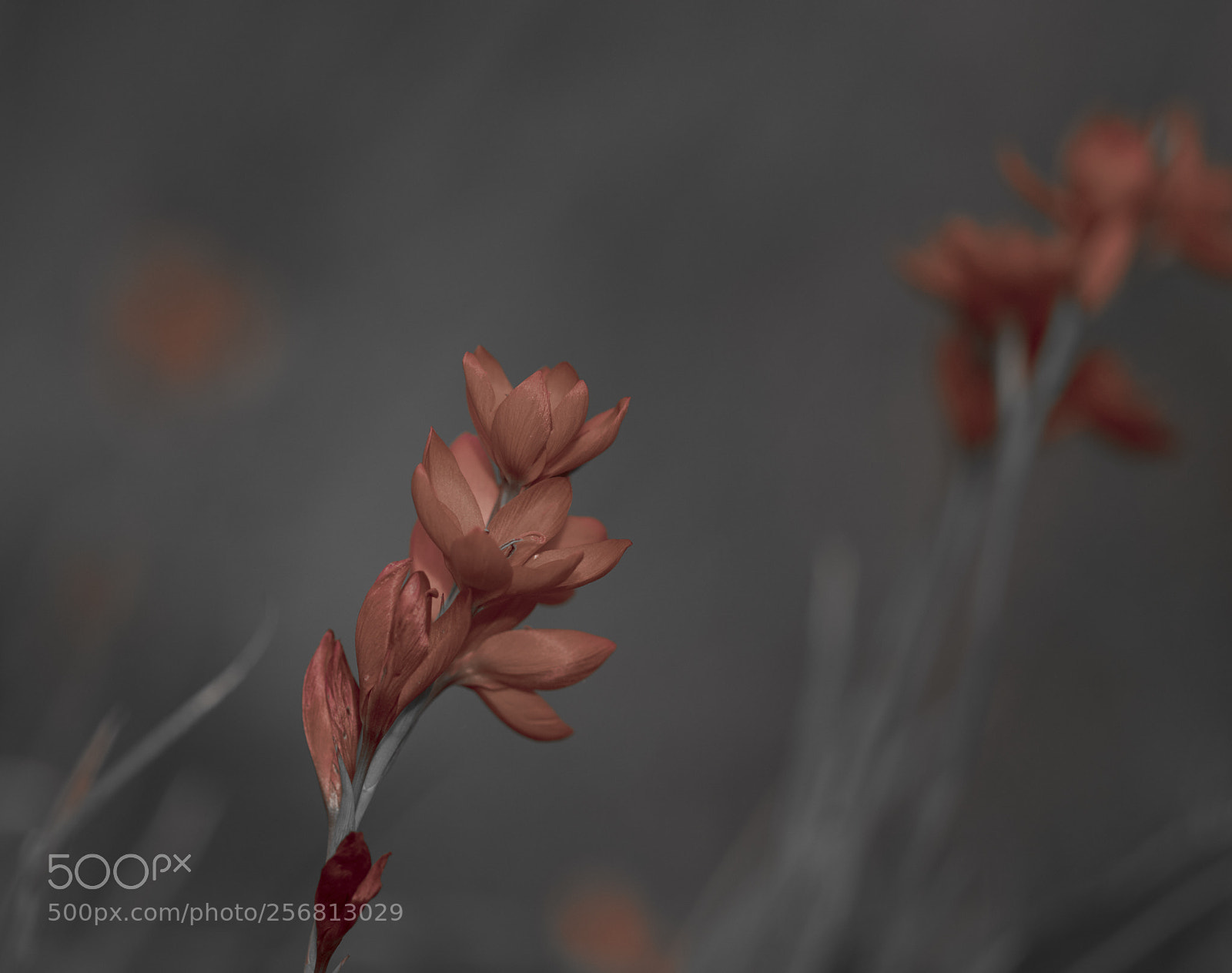 Nikon D800 sample photo. In the red photography