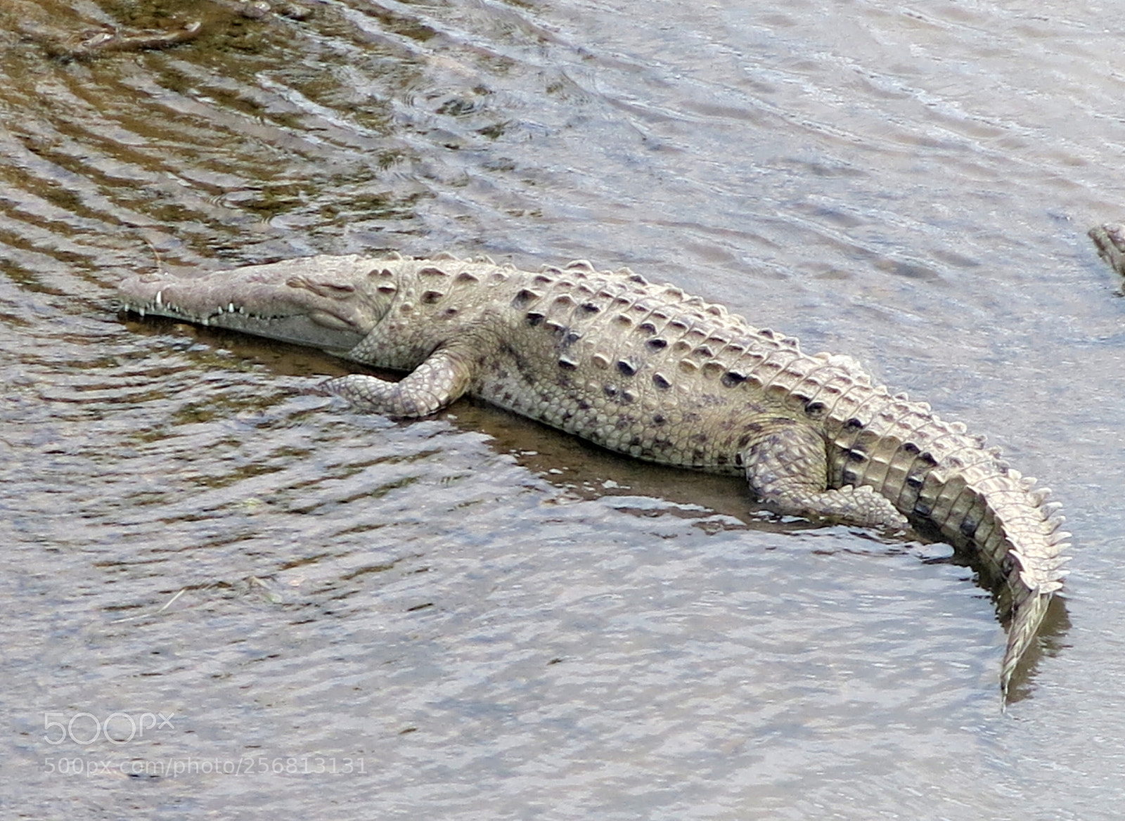 Canon PowerShot G15 sample photo. Img_9225-0.jpg  crocodile photography