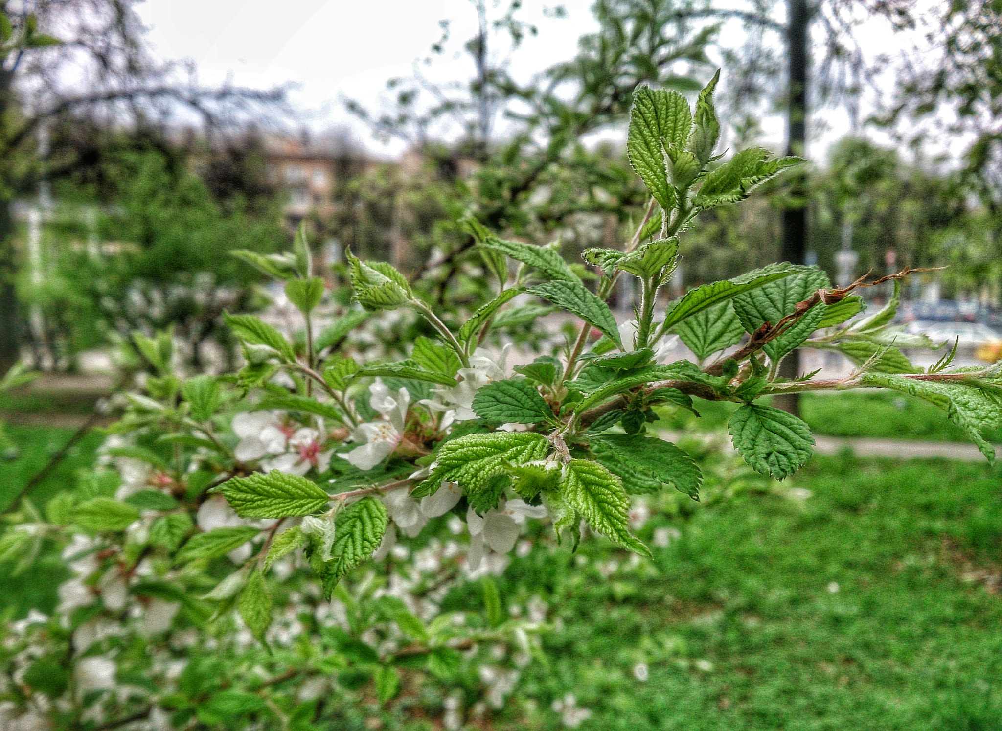 Sony Xperia ZR sample photo