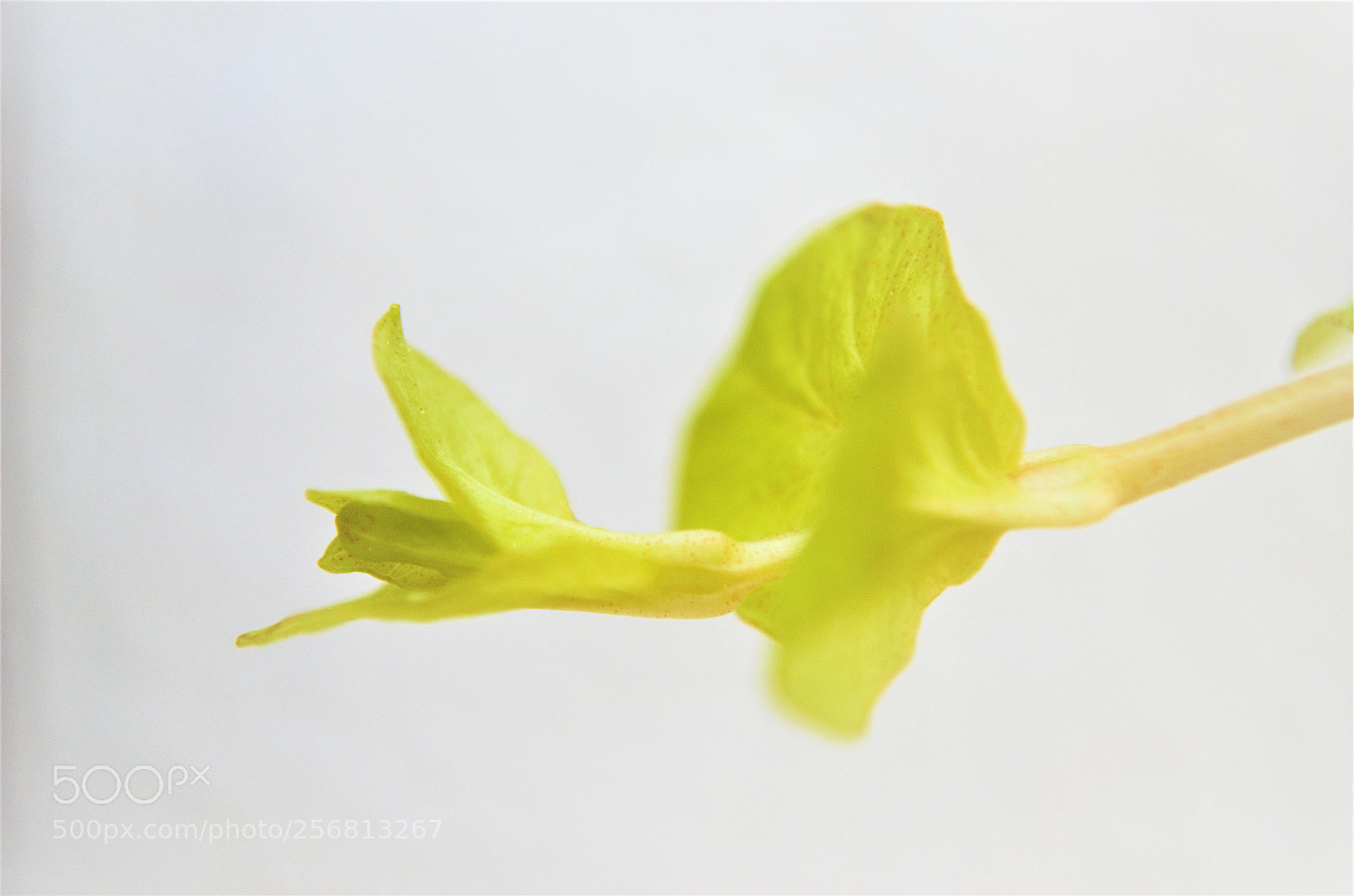 Nikon D5100 sample photo. Flyer pt. 2 photography