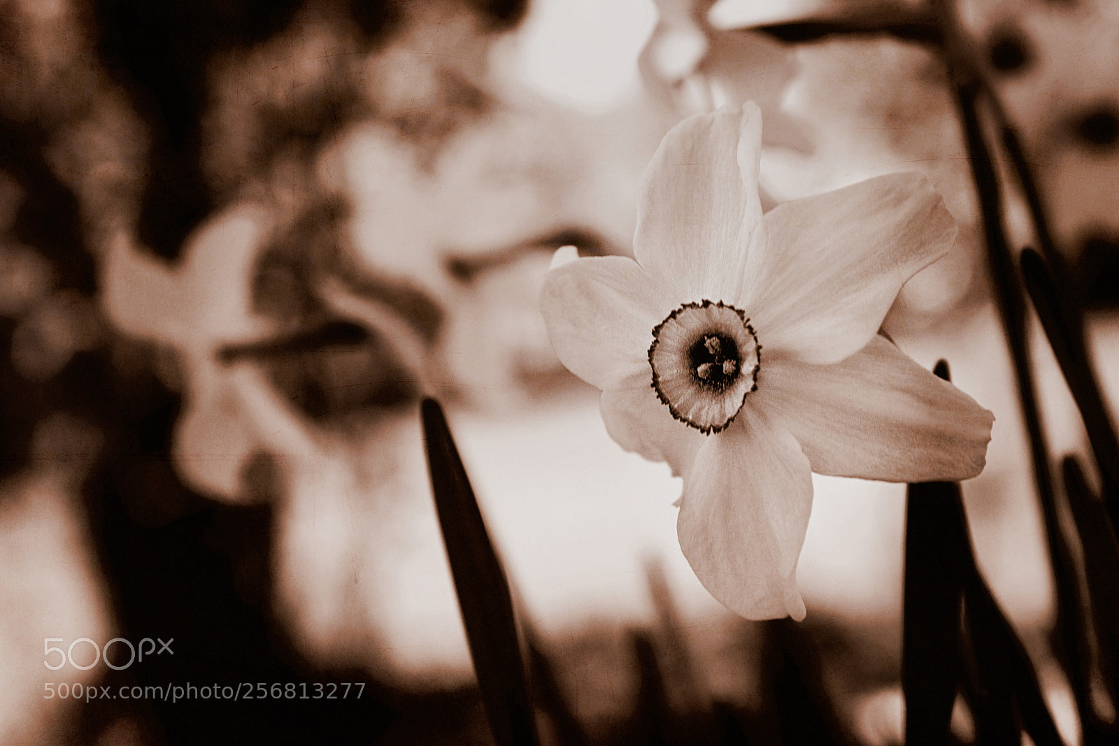 Canon EOS 6D Mark II sample photo. Narcissus flower photography
