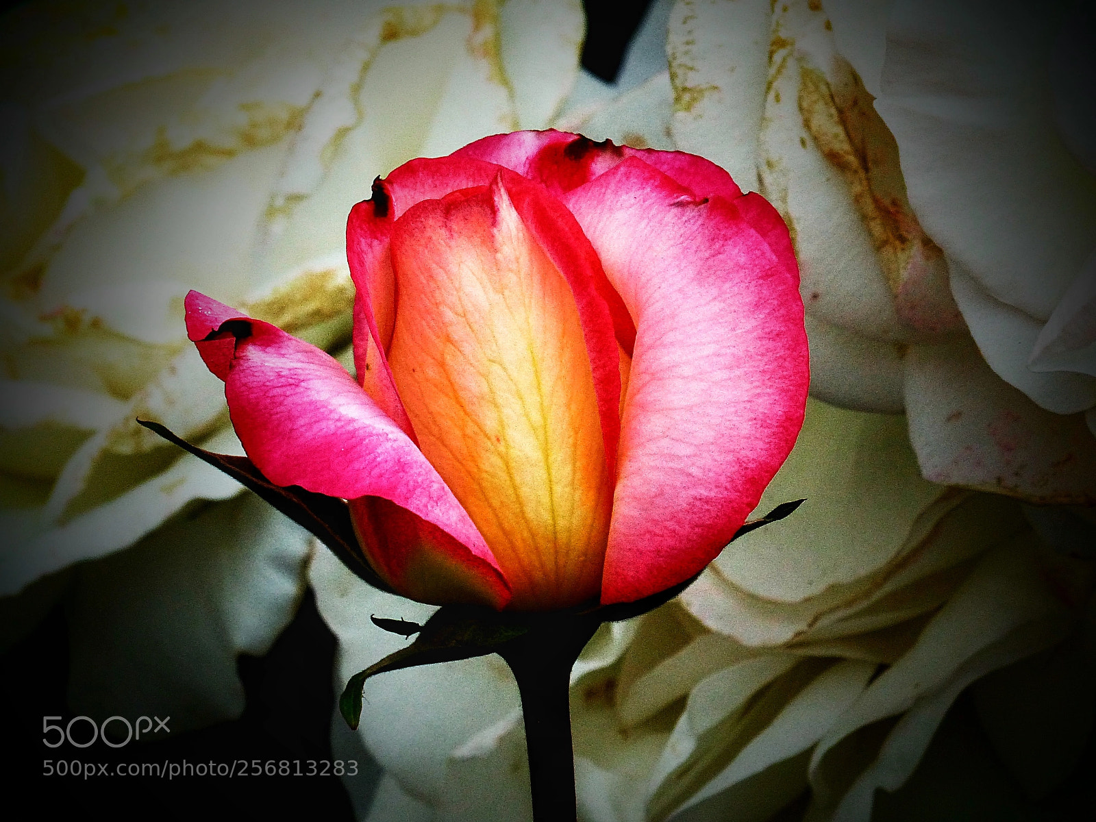 Panasonic Lumix DMC-FZ200 sample photo. Rosa de colors photography