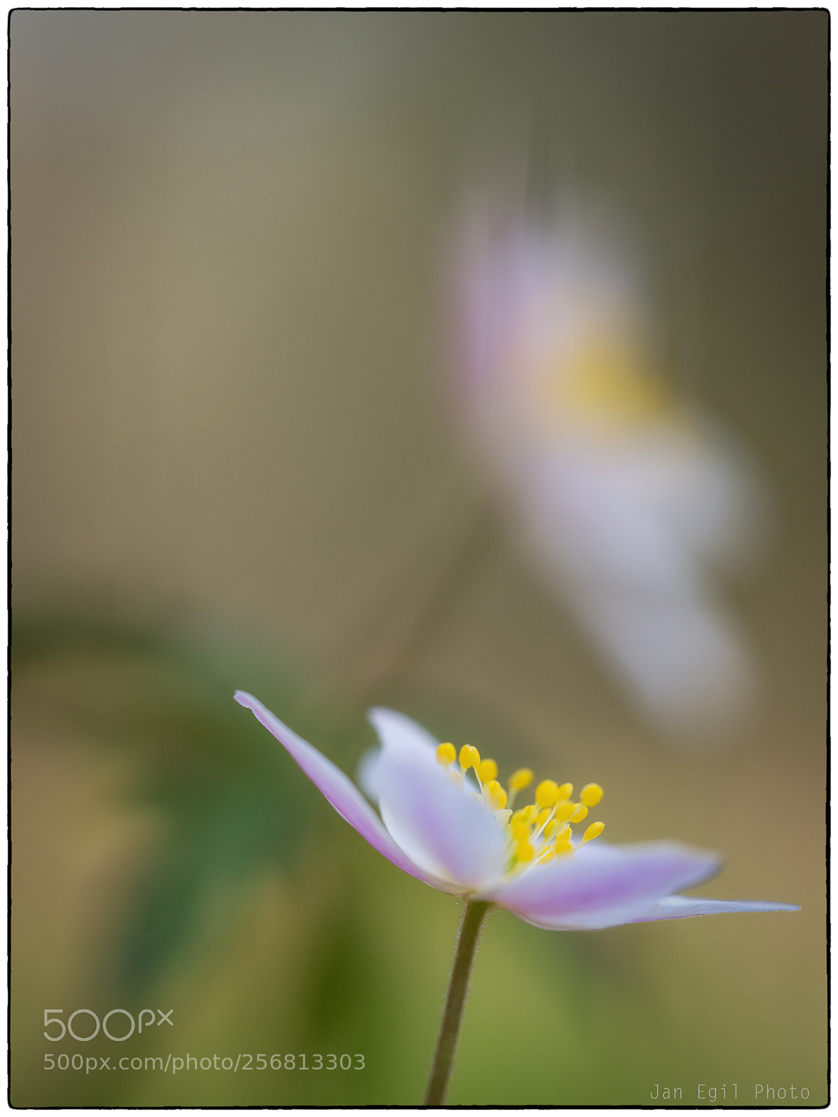 Olympus OM-D E-M1 Mark II sample photo. Wood anemone photography