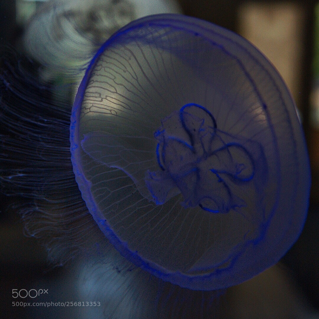 Sony a7 sample photo. The beauty of jellyfish  photography