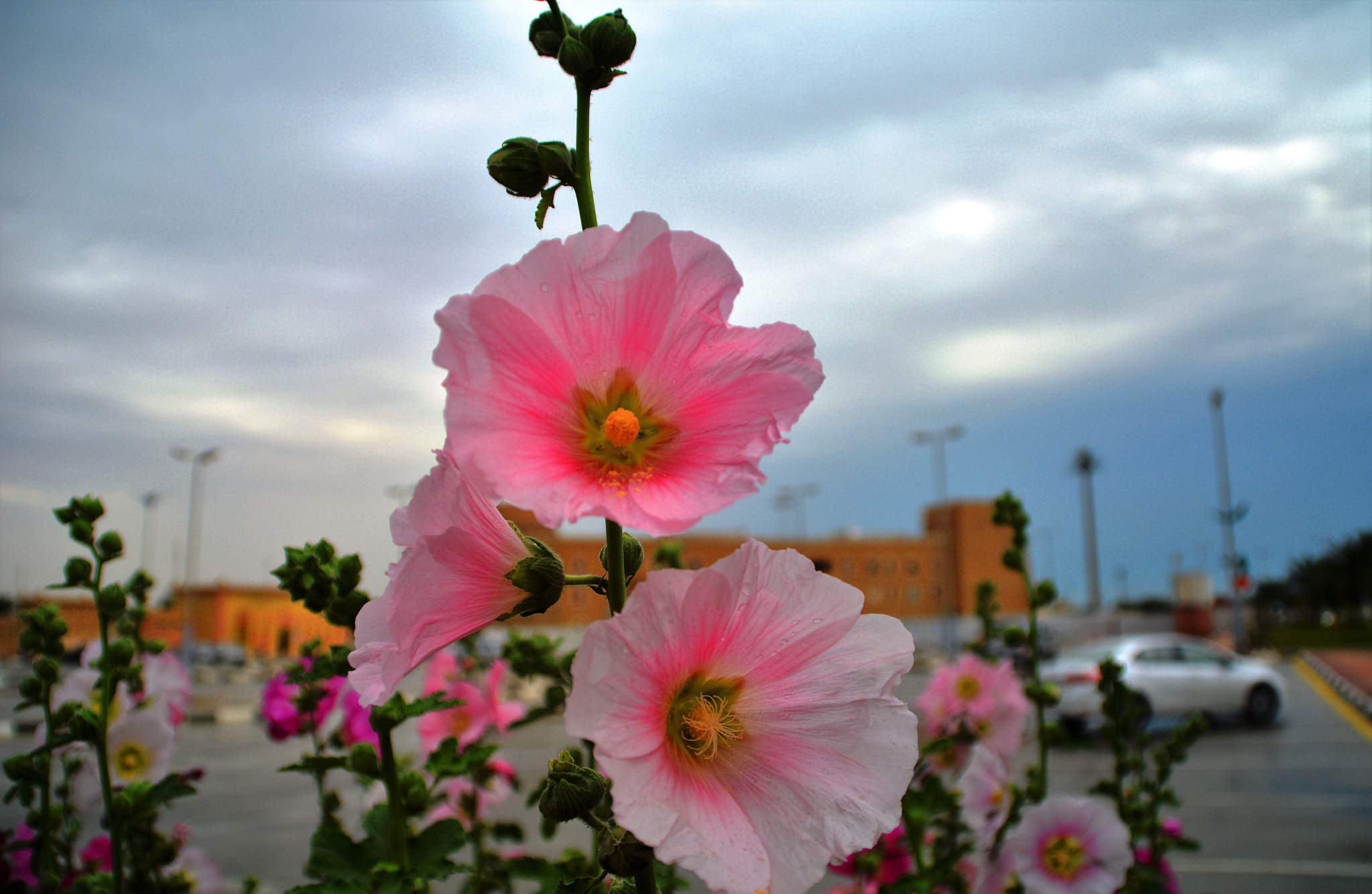 Nikon D5200 sample photo. Jhlv () photography