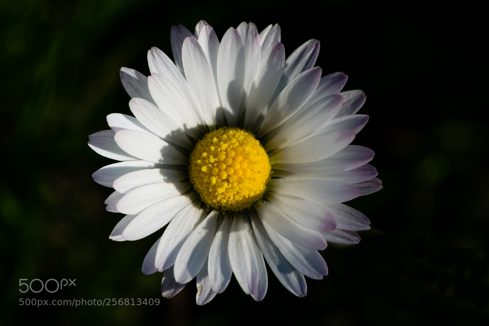 Nikon D3300 sample photo. Daisy in spring sunlight photography