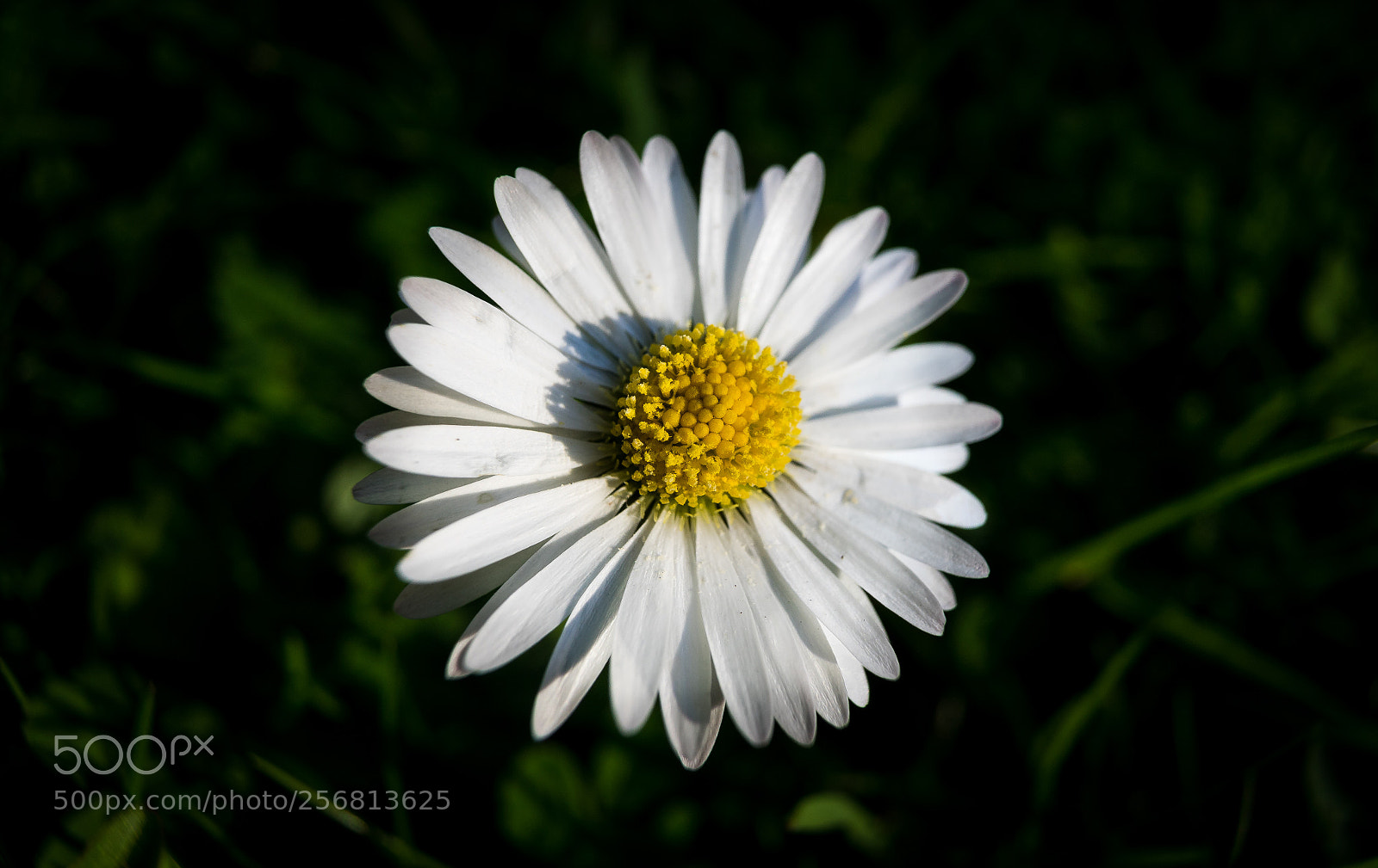 Sony a7 sample photo. Flower photography