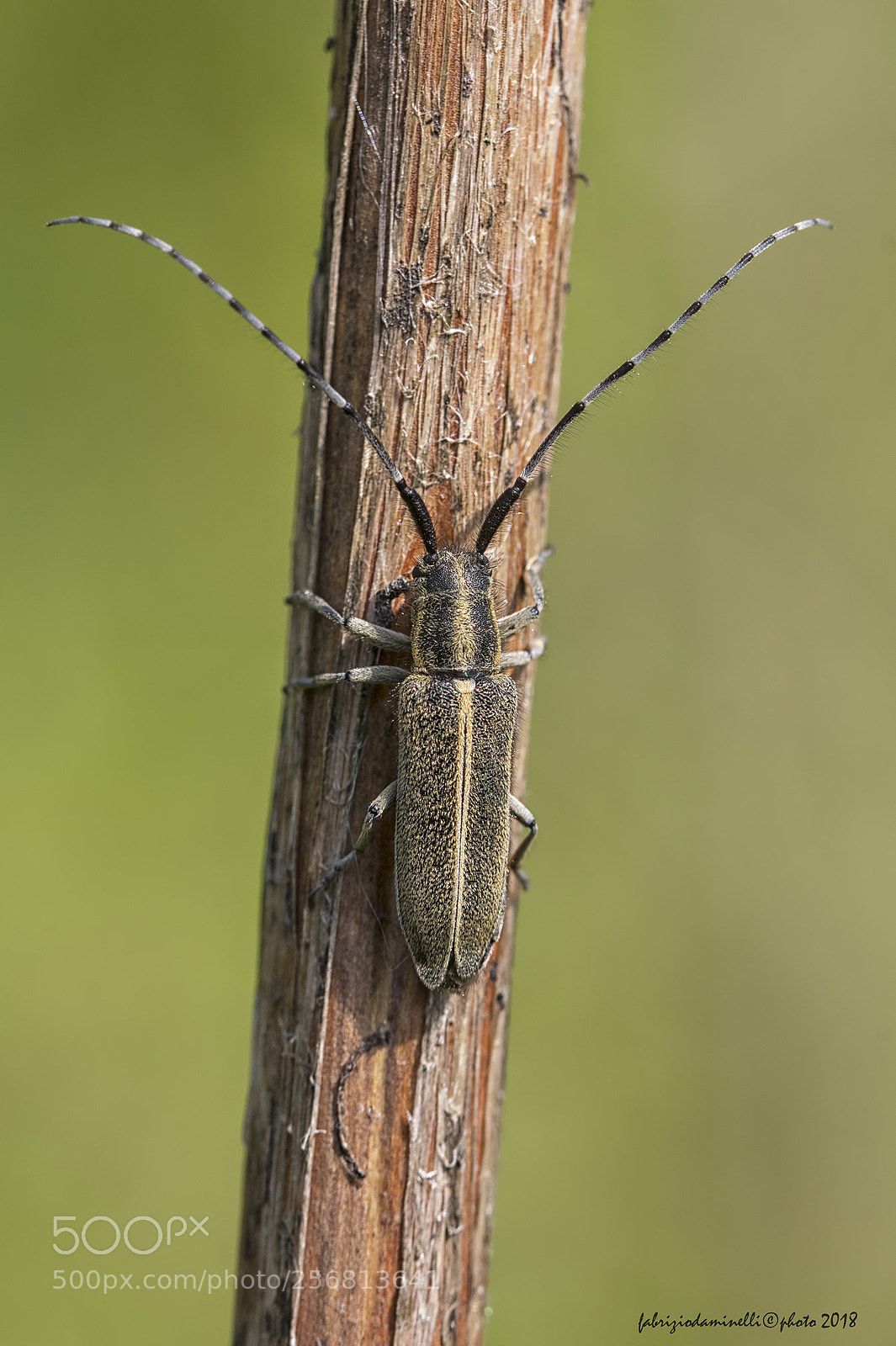 Canon EOS 7D Mark II sample photo. Agapanthia cardui photography
