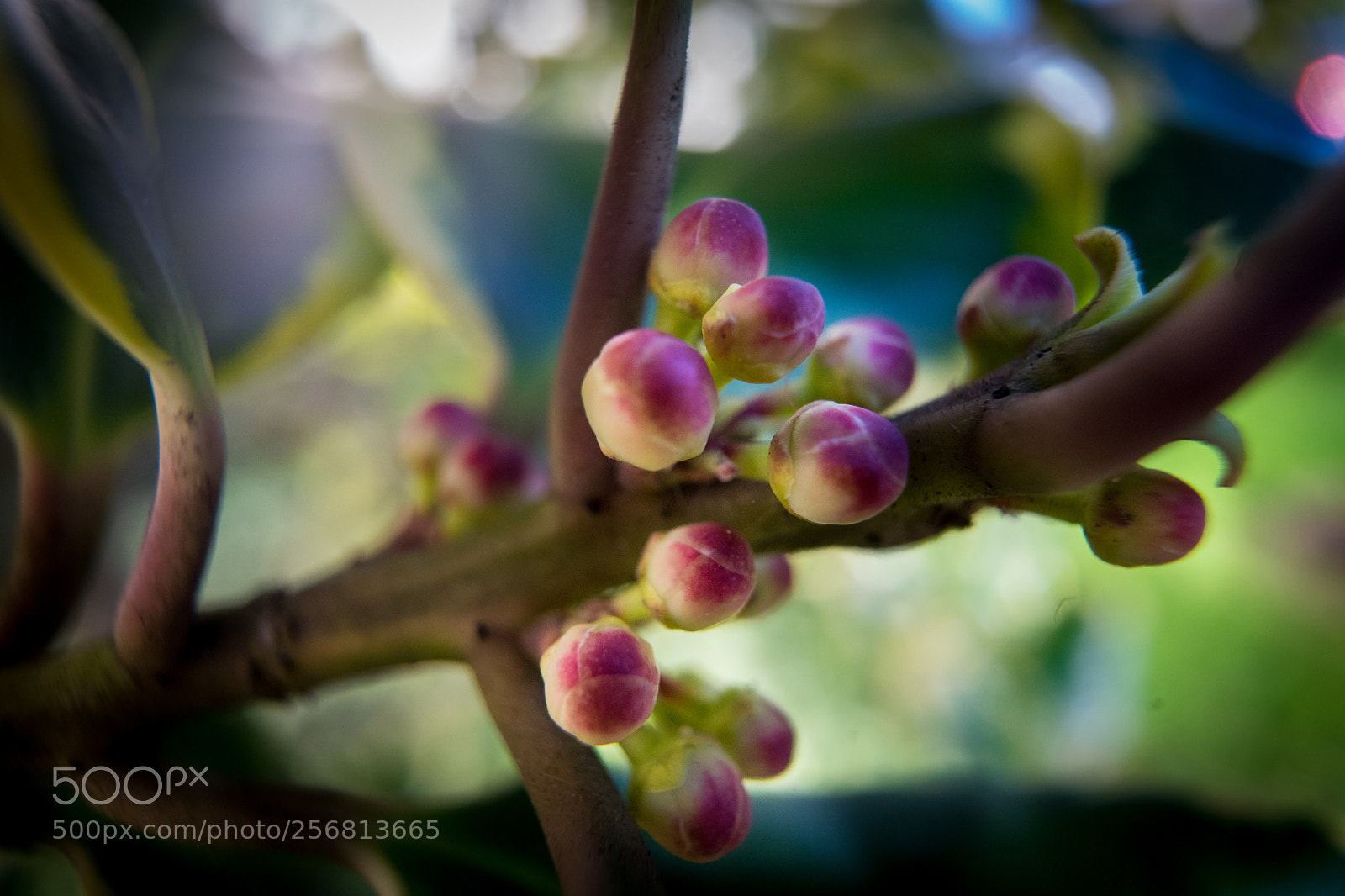 Sony a7 sample photo. Flower photography