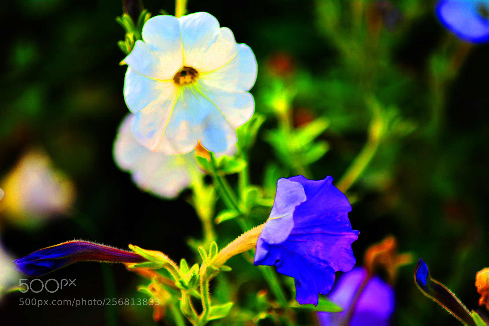 Nikon D5200 sample photo. Jhlv () photography