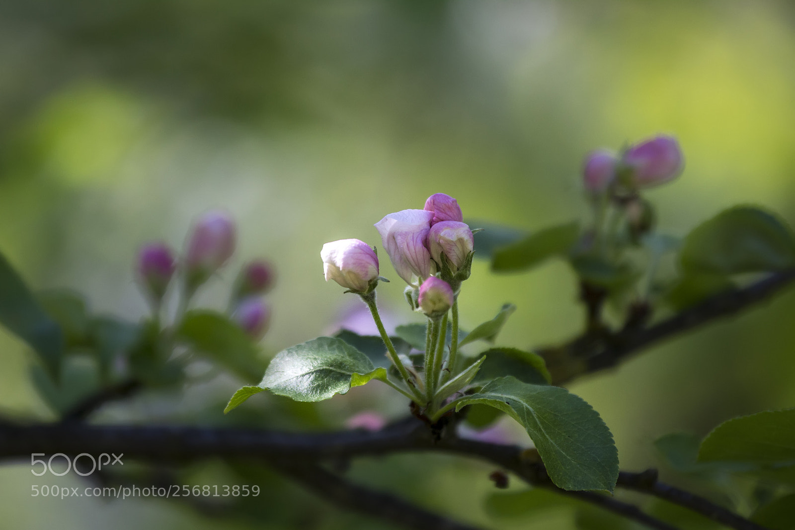 Canon EOS 60D sample photo. Apple tree buds photography