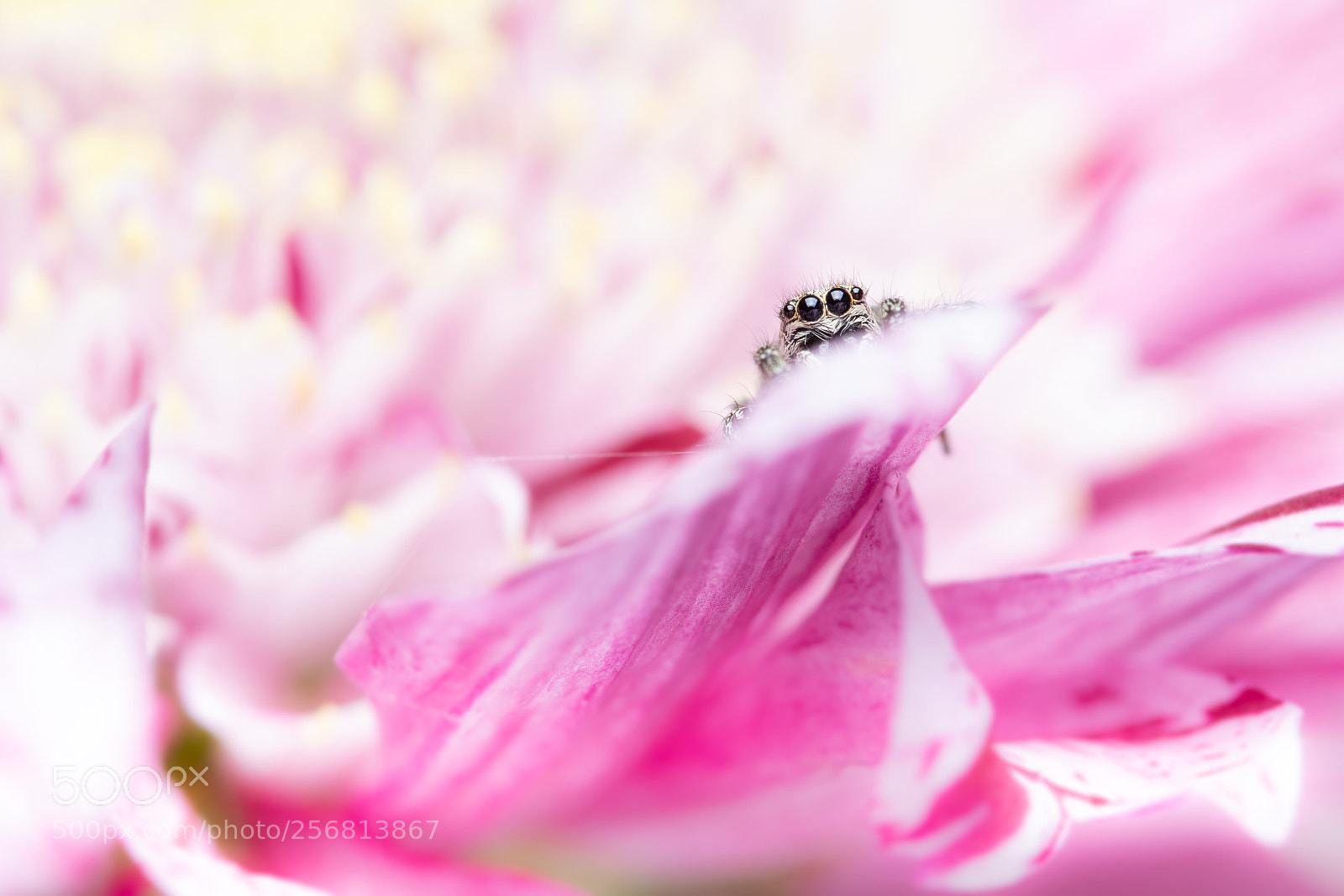 Nikon D7500 sample photo. Zebra jumping spider photography