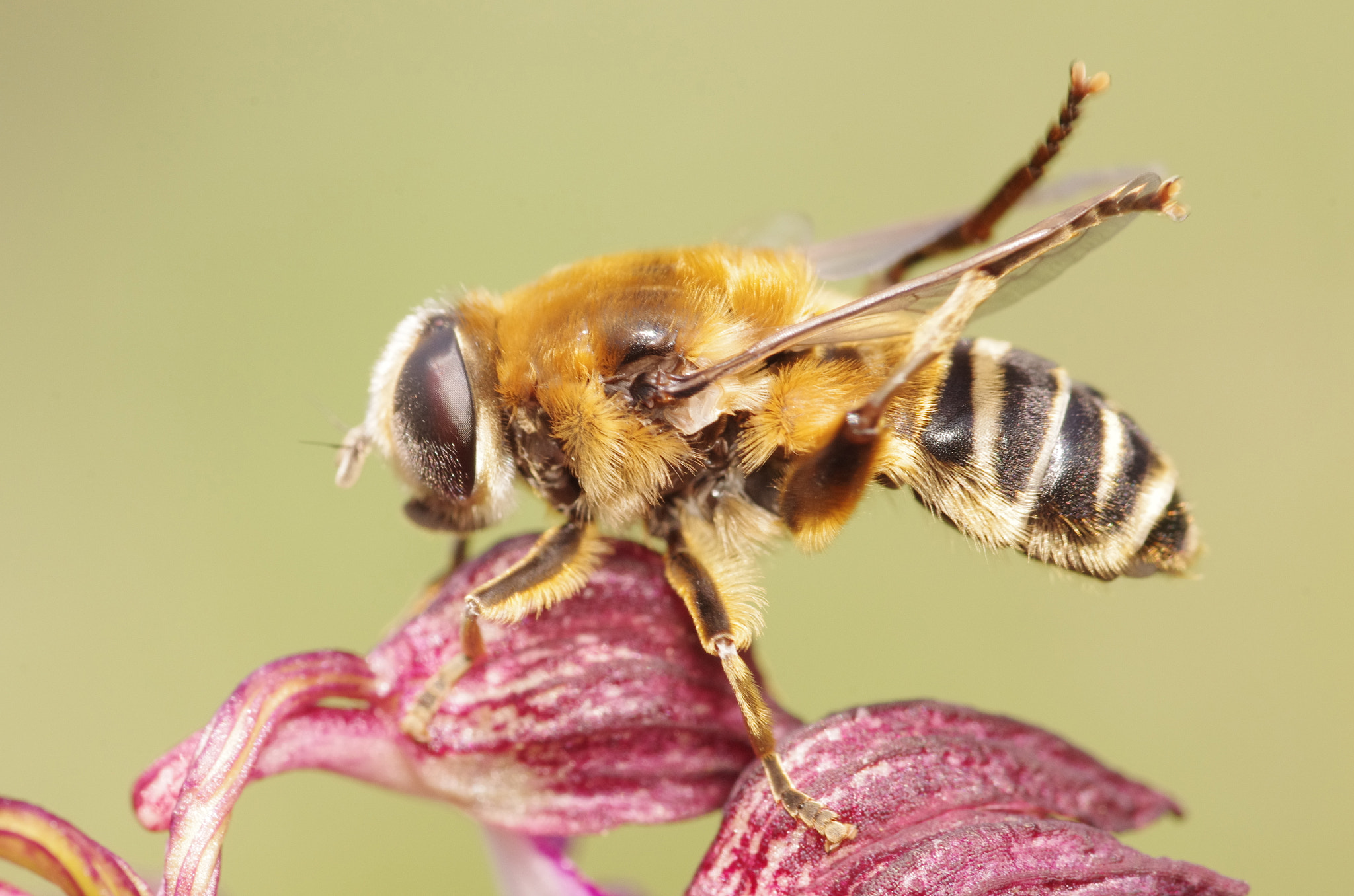 Pentax smc D-FA 100mm F2.8 Macro WR sample photo. Cleaning its wings photography