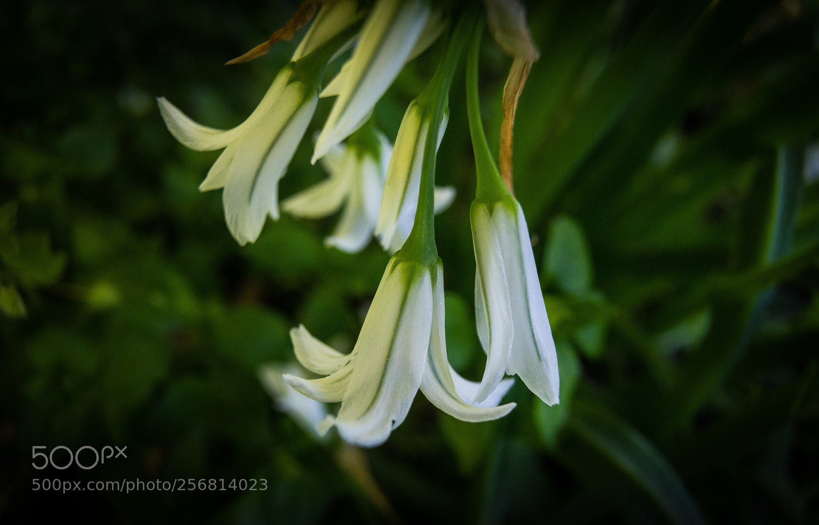 Sony a7 sample photo. Flower photography