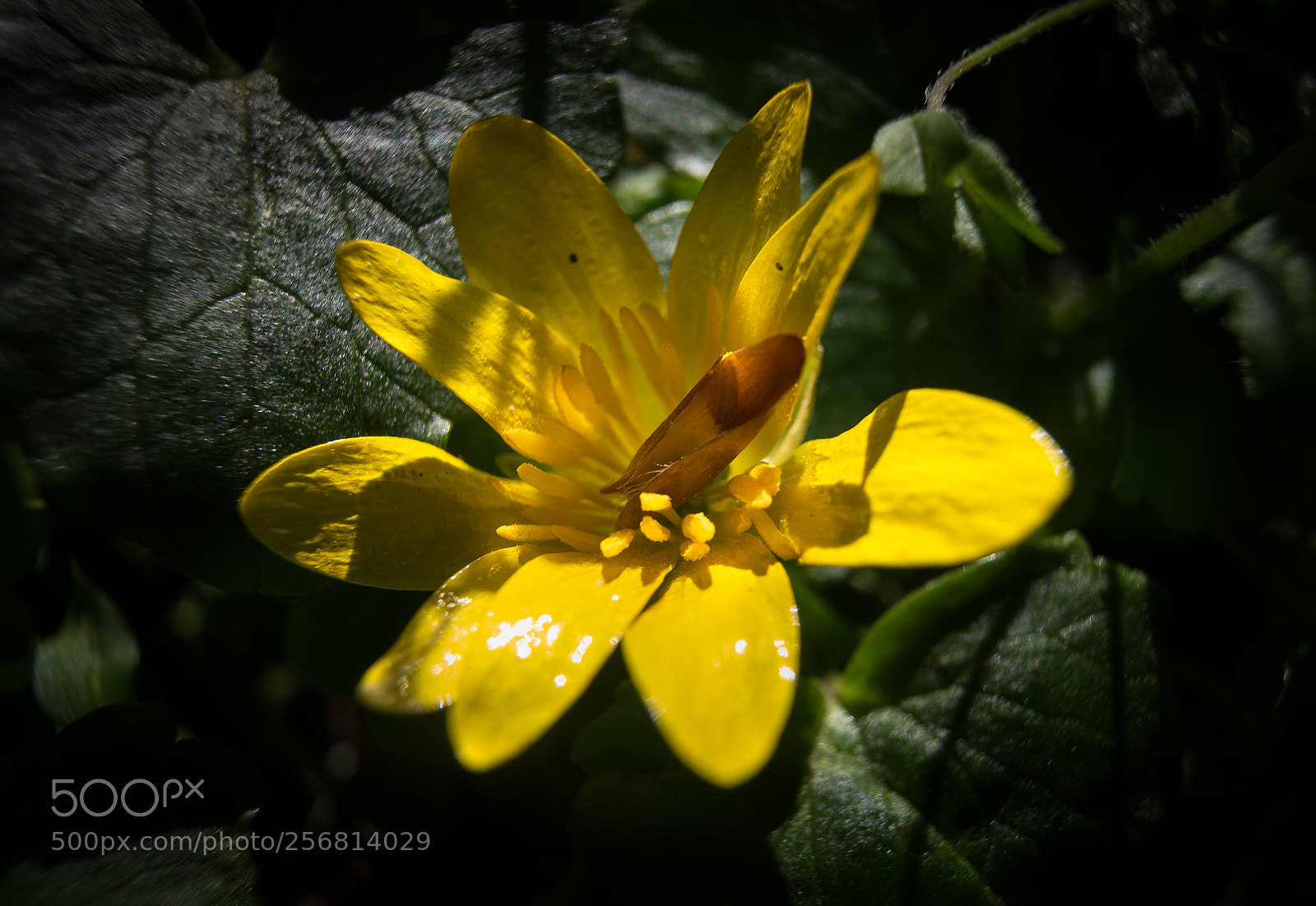 Sony a7 sample photo. Flower photography