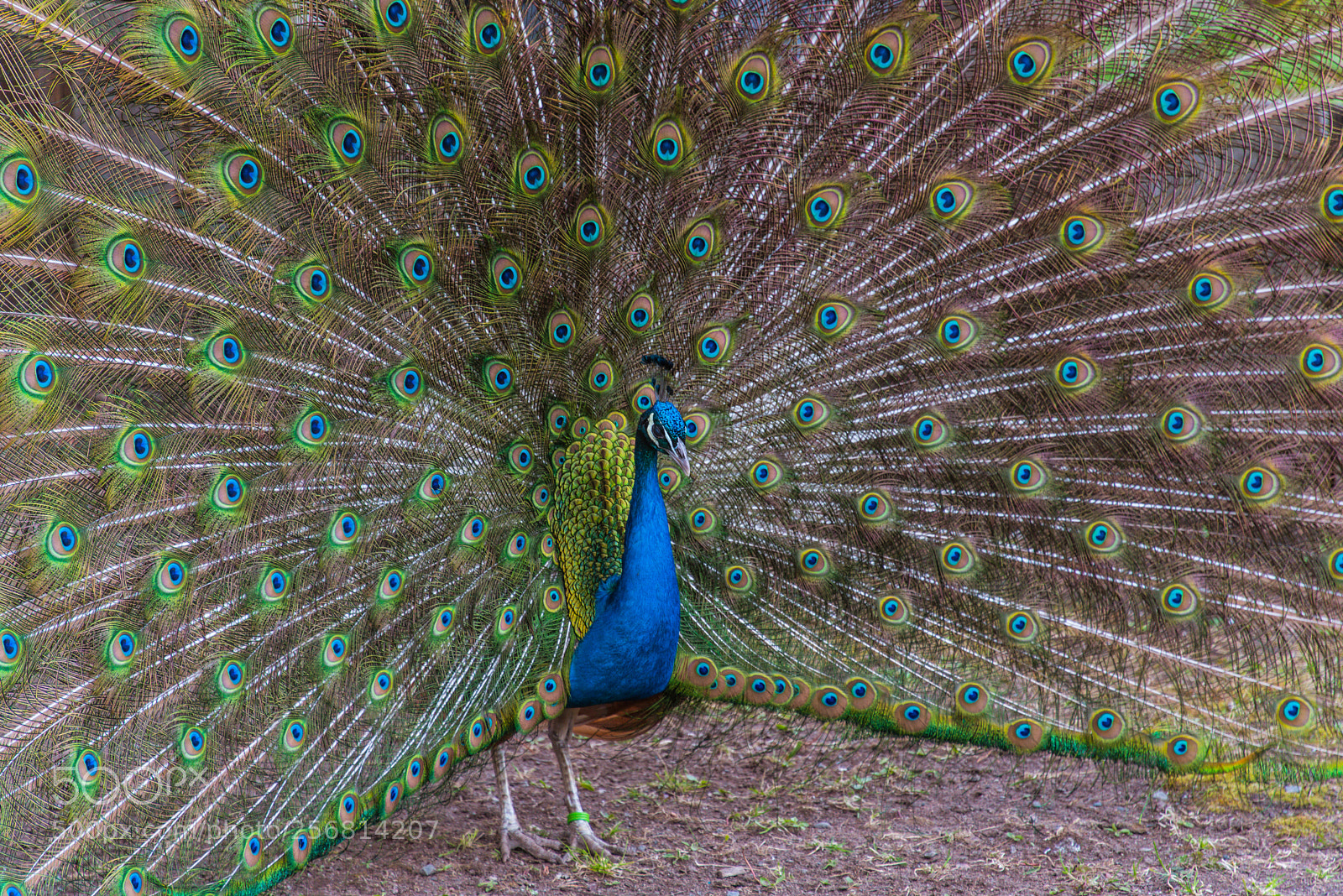 Nikon D750 sample photo. A beautiful peacock photography