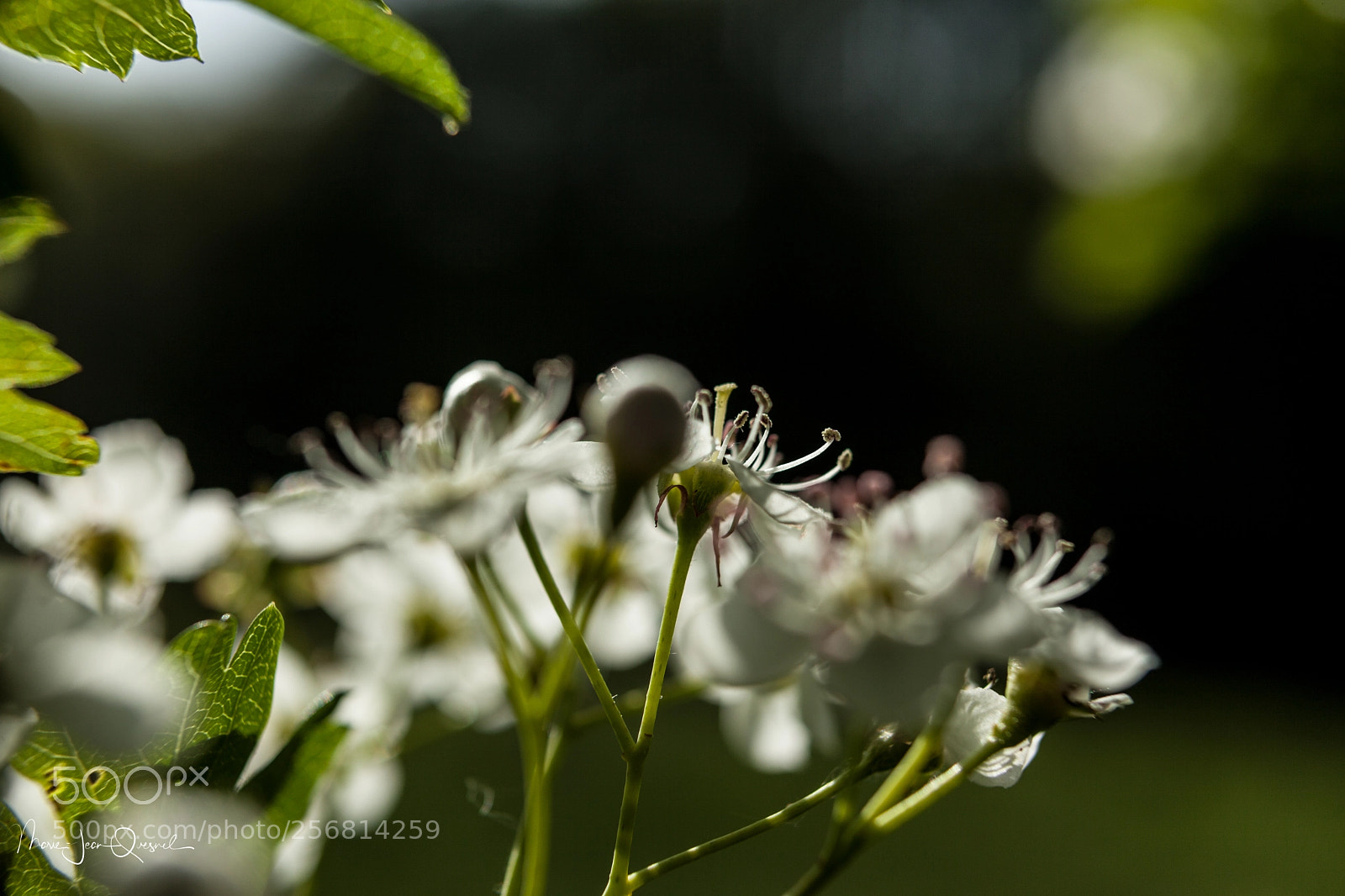 Canon EOS 5D Mark II sample photo. Fleur d'aub pine. dans photography