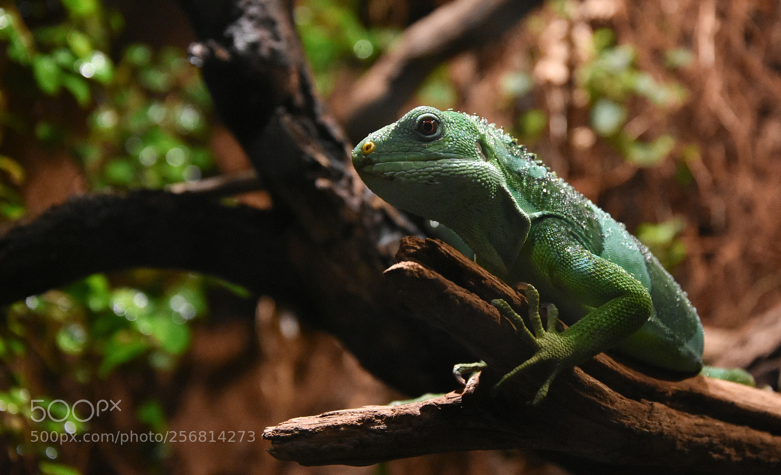 Nikon D3400 sample photo. Lizard at thoiry zoo photography