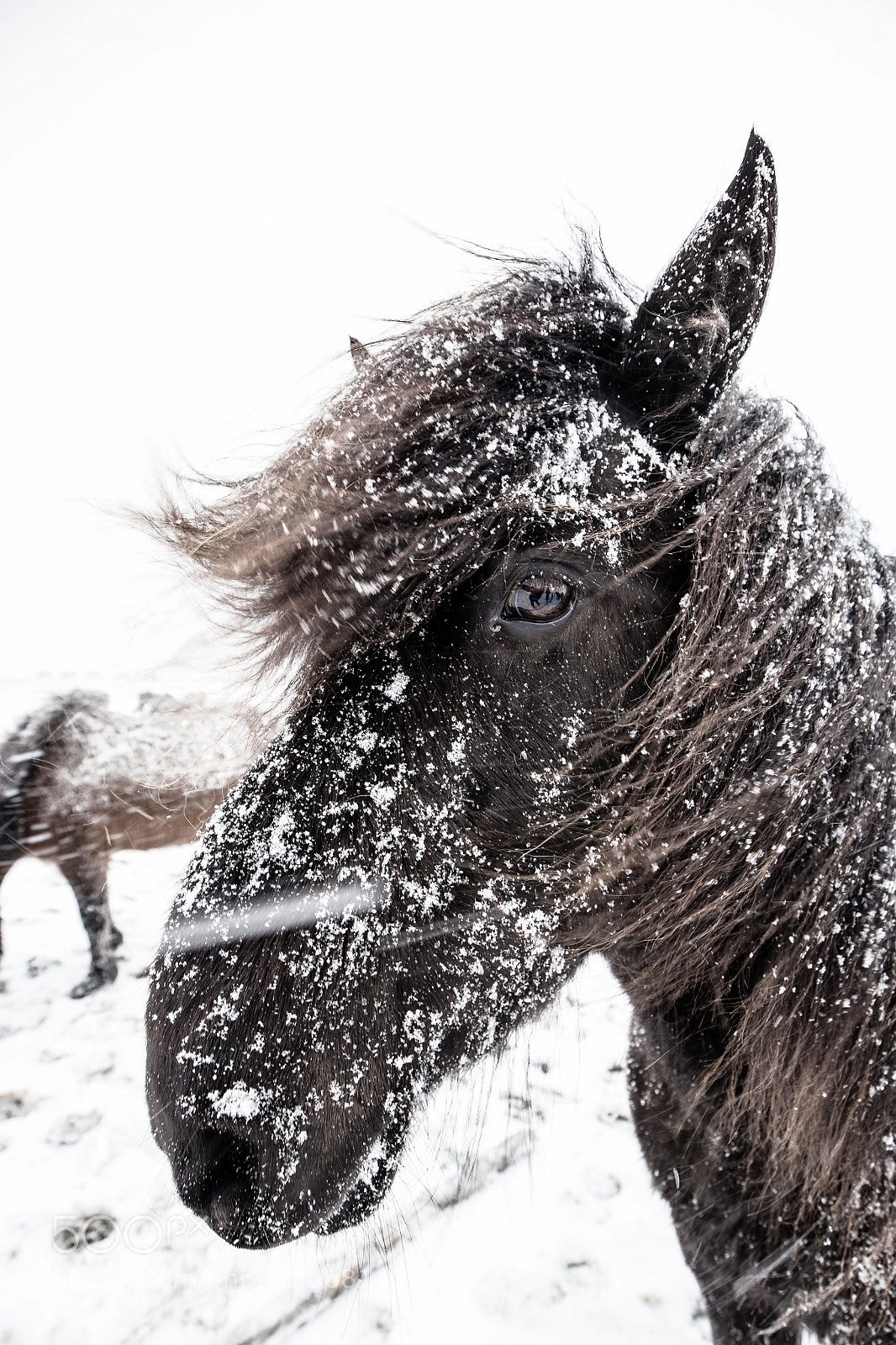 Canon EOS 6D sample photo. Iceland pony photography