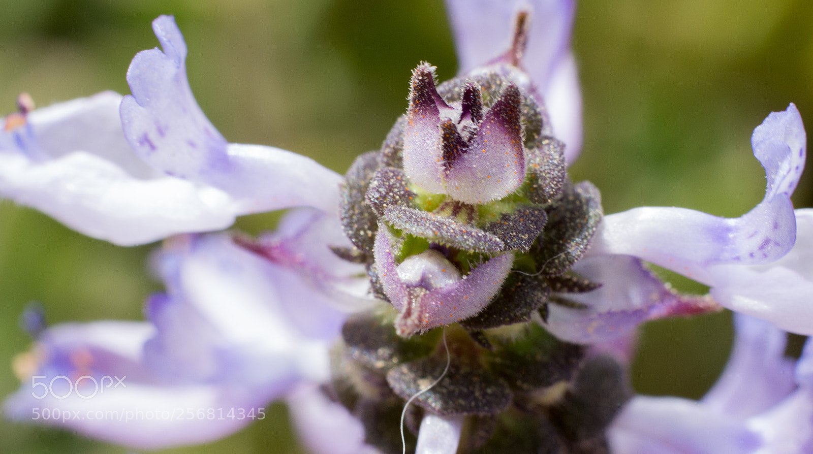 Canon EOS 700D (EOS Rebel T5i / EOS Kiss X7i) sample photo. Just a flower photography
