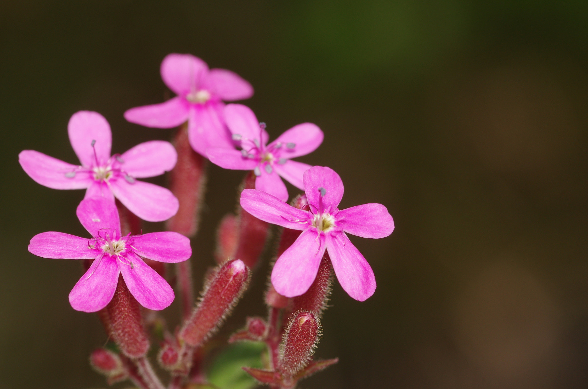 Pentax K-5 + Pentax smc D-FA 100mm F2.8 Macro WR sample photo. Wild flowers photography