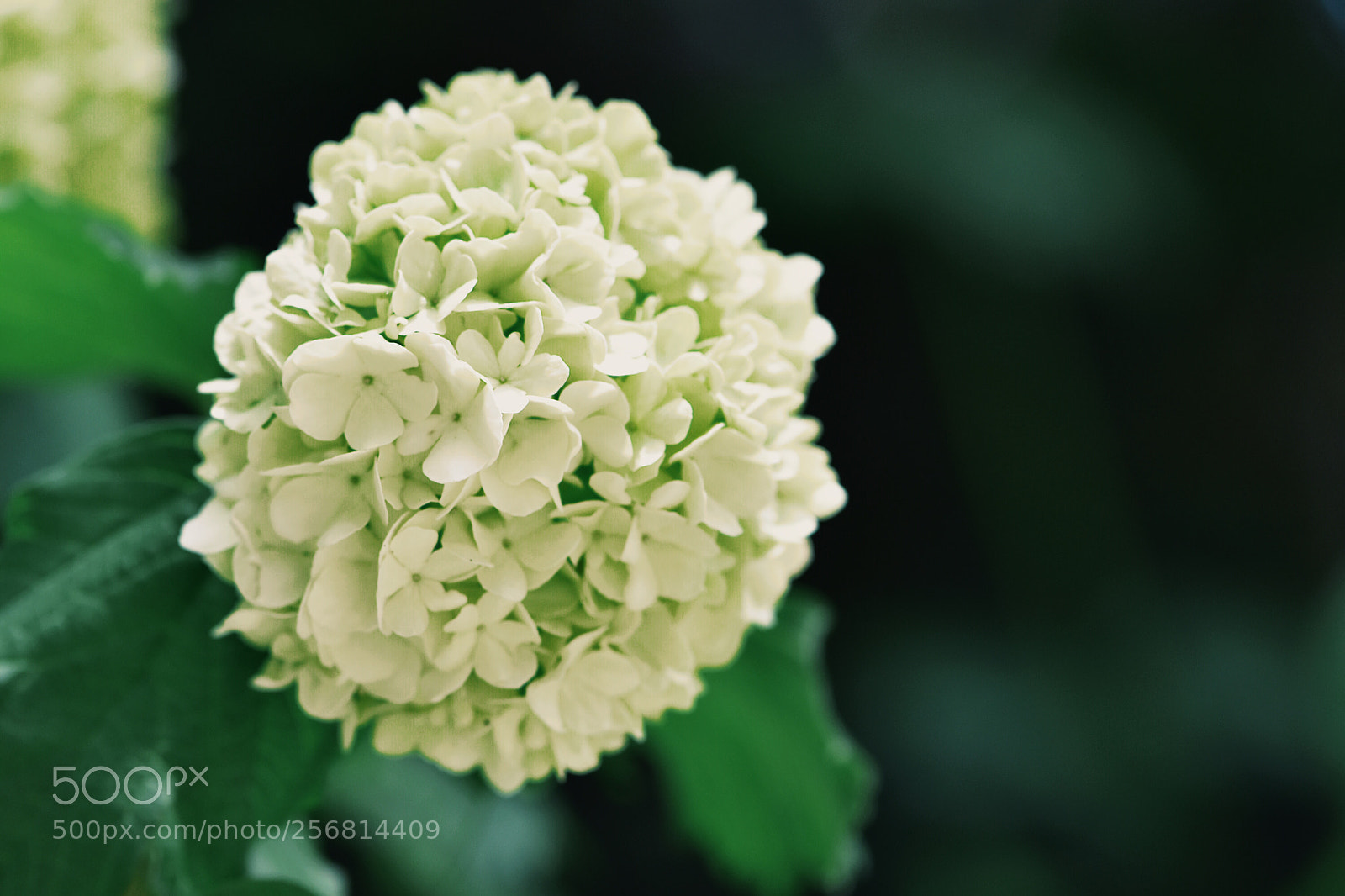 Nikon D7200 sample photo. Minty. photography
