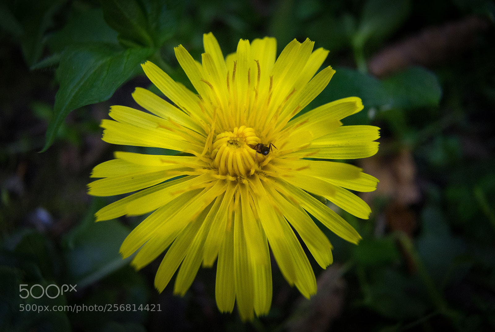 Sony a7 sample photo. Flower photography