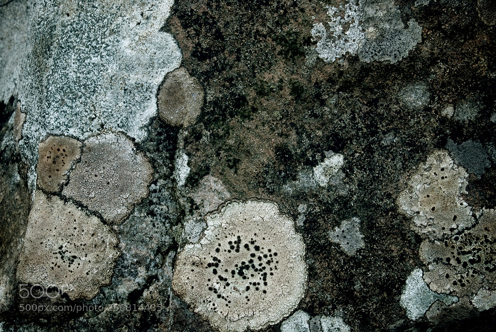 Nikon D200 sample photo. Abstract lichen photography