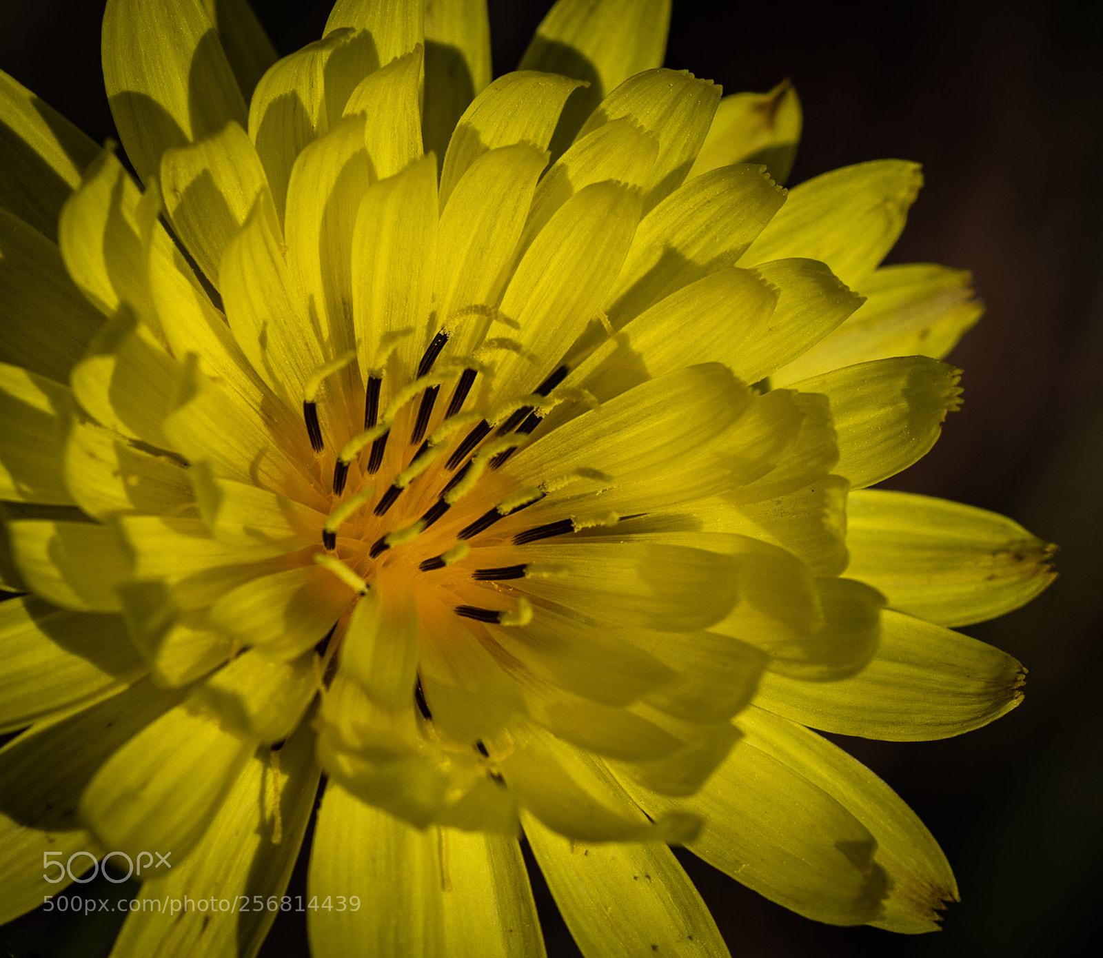 Nikon D7200 sample photo. Yellow flower photography