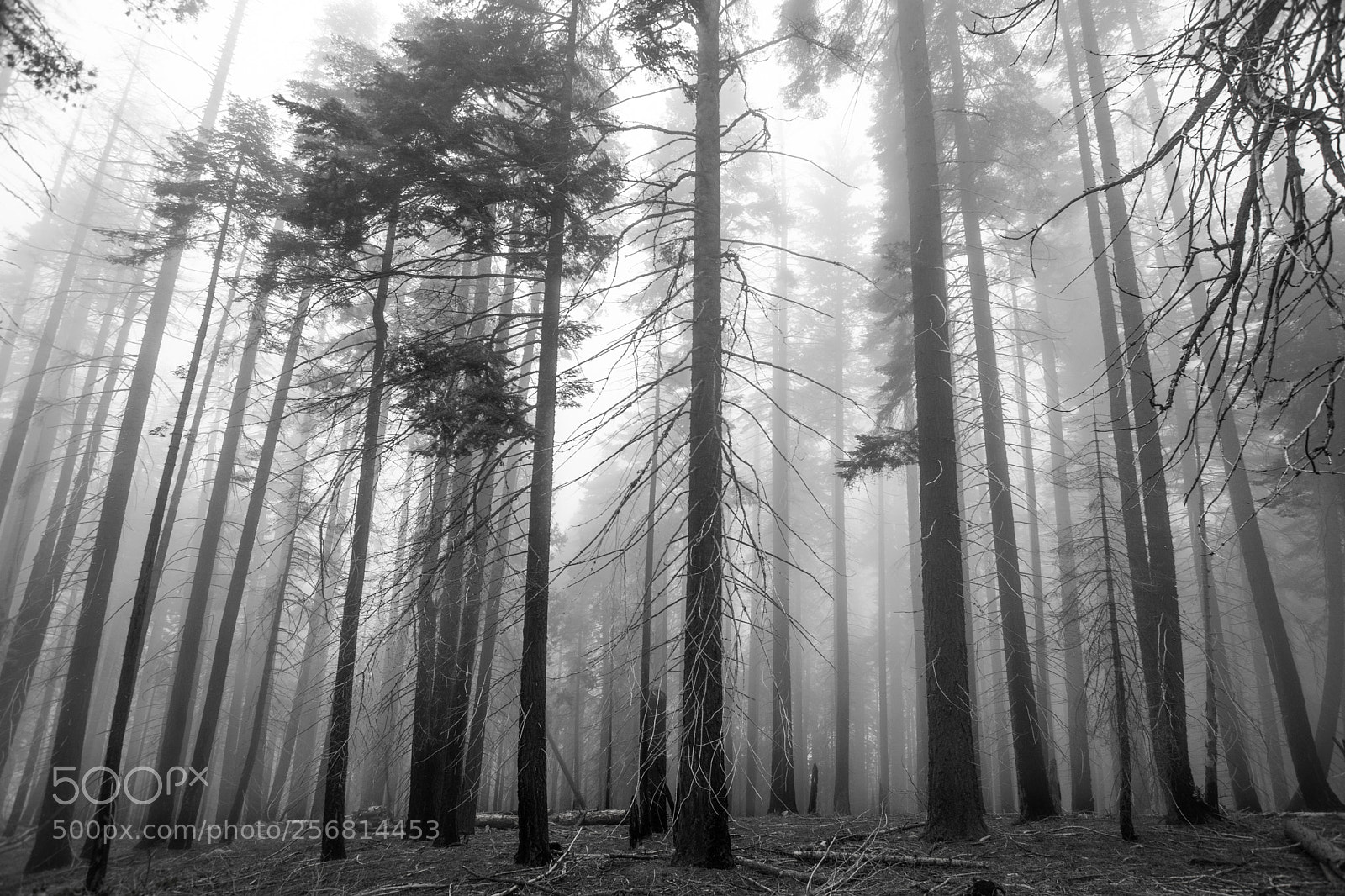 Nikon D3300 sample photo. Foggy afternoon amidst giants photography