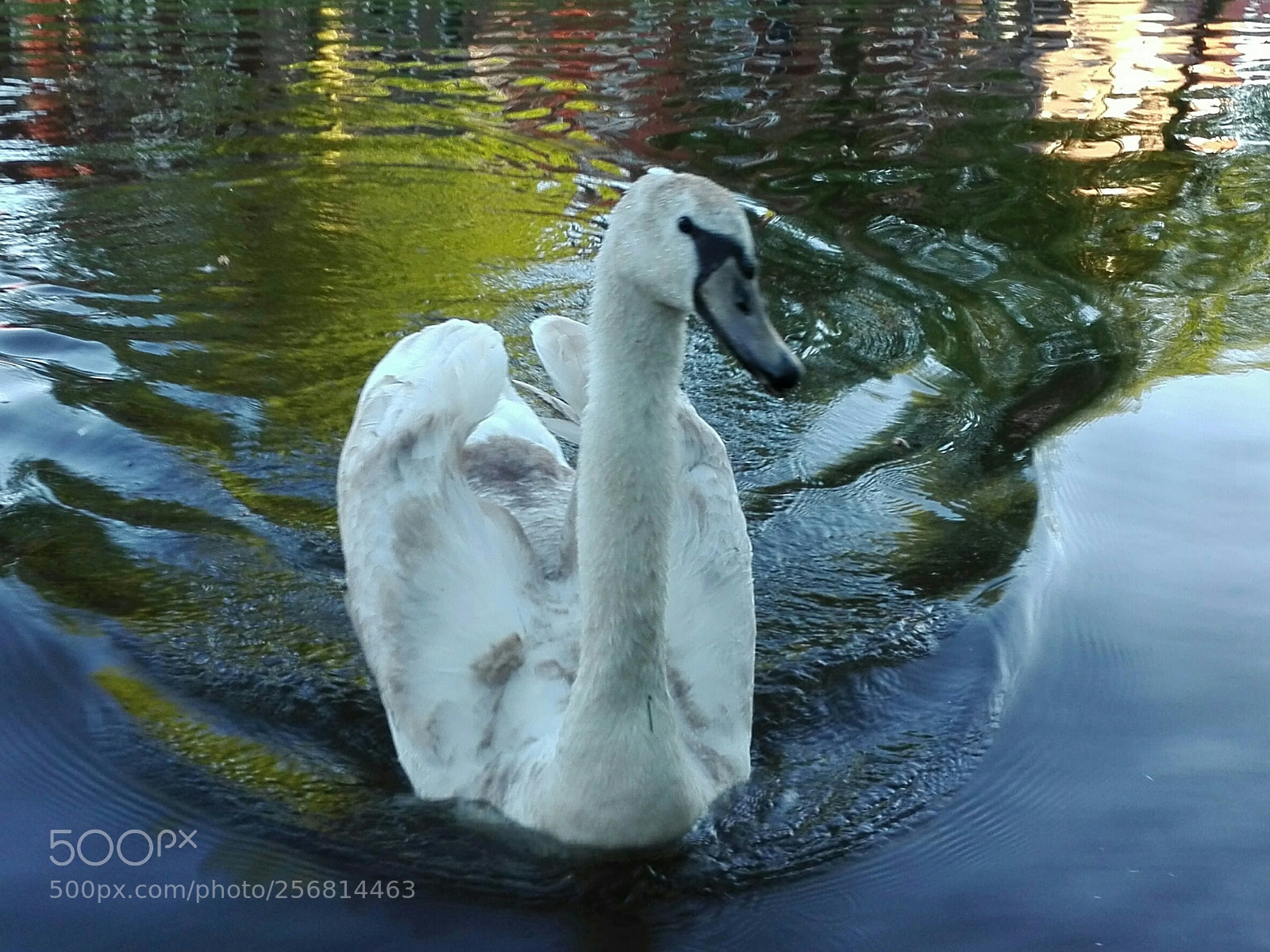 HUAWEI P8 Lite sample photo. Spring goose photography