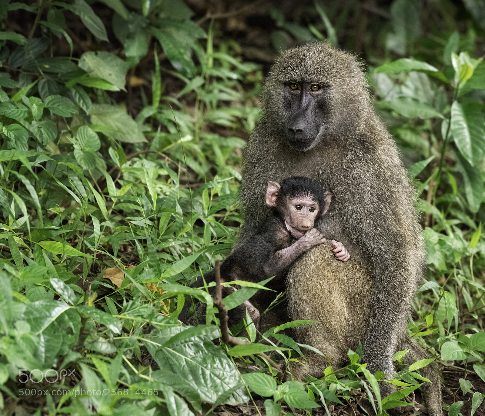 Nikon D810 sample photo. Mother care photography